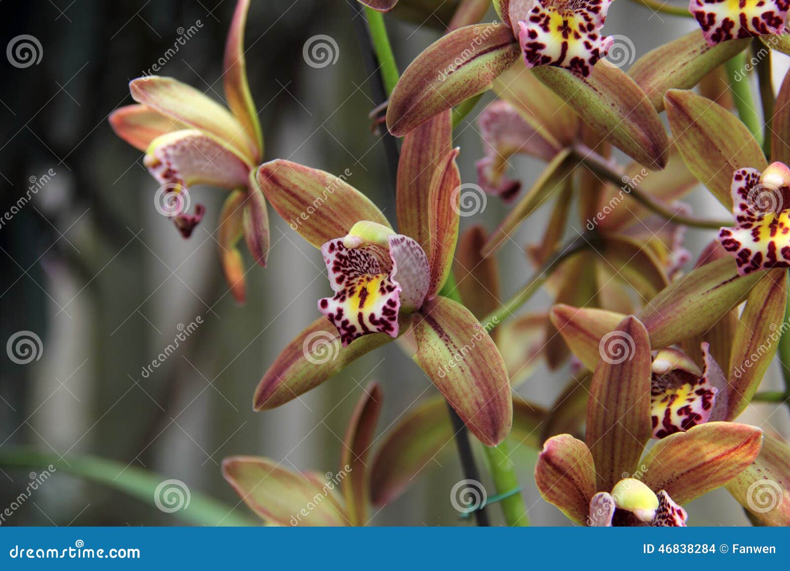 Luz - Orquídea Marrom (Cymbidium Híbrido) Foto de Stock - Imagem de  consideravelmente, vermelho: 46838284