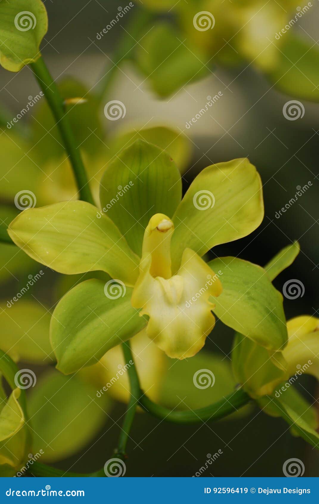Luz Perfeita Lindo - Flor Verde Da Flor Da Orquídea Imagem de Stock -  Imagem de raro, macro: 92596419