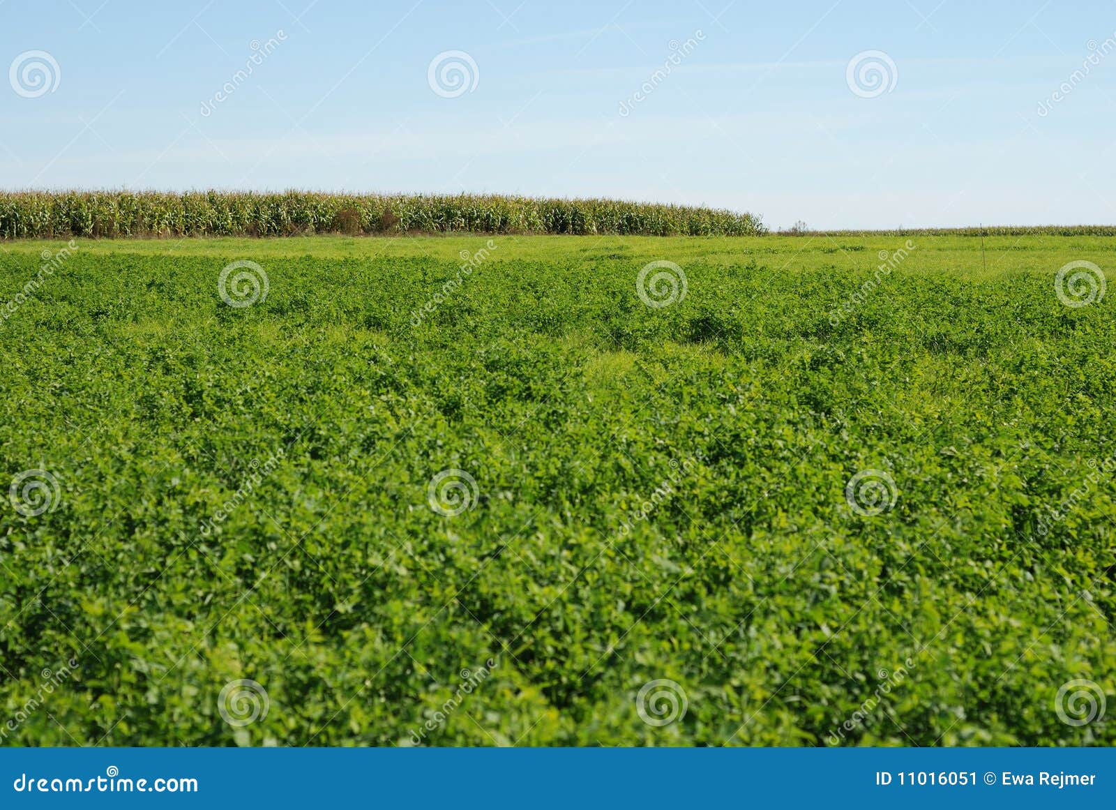 Luzerne image stock. Image du centrale, agriculture, vert 11016051