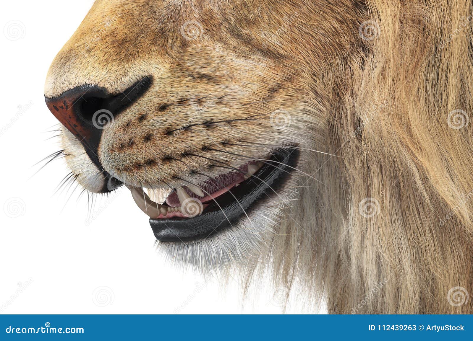 Lwa koci, zamknięty widok zwierzęcy dziki,. Lwów dzicy koci duzi zęby, zamknięty widok świadczenia 3 d