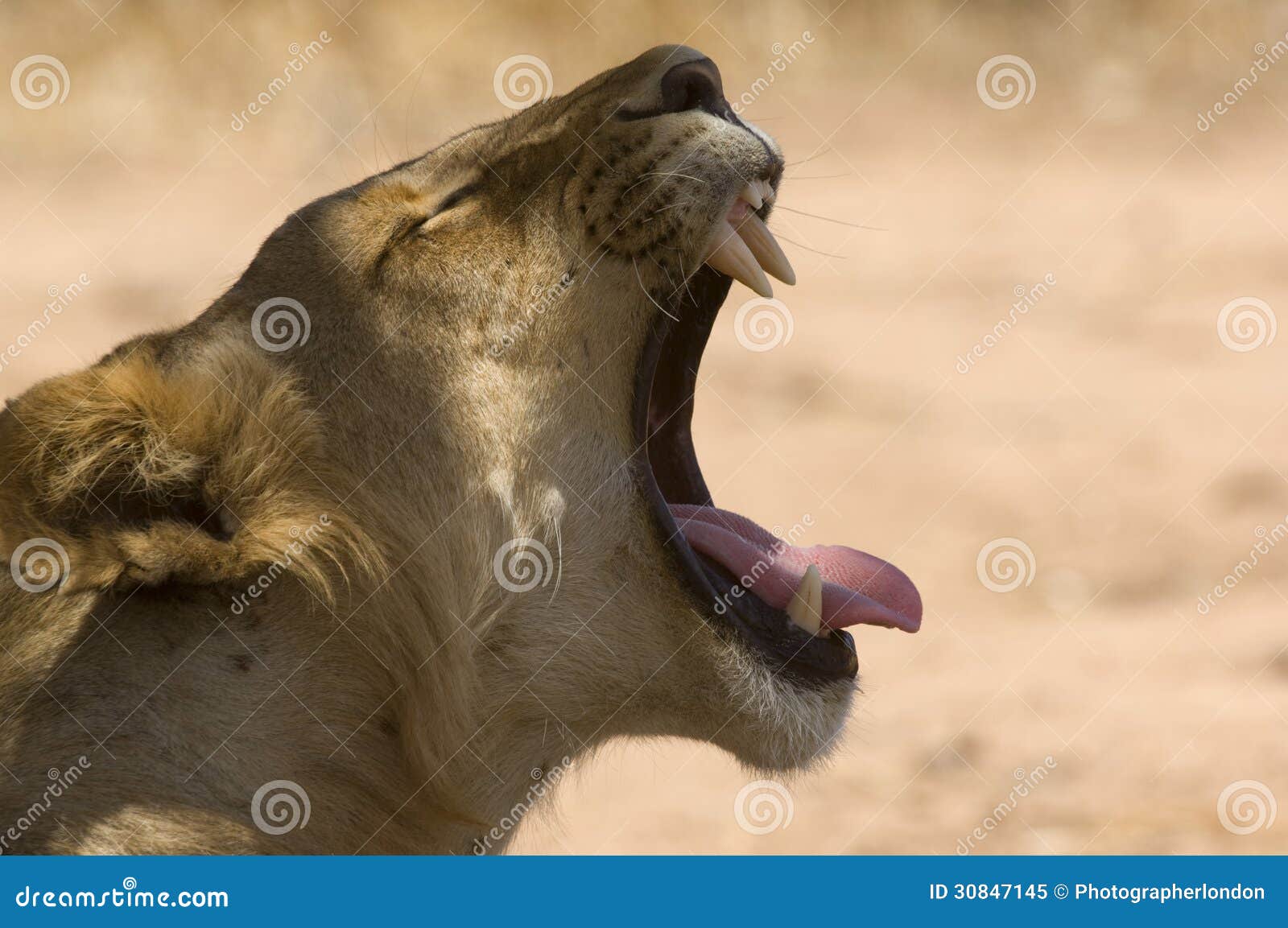 Lwica (Panthera Leo) ziewa bocznego widoku głowy strzał. Lwica (Panthera Leo) ziewa bocznego widoku głowy strzał