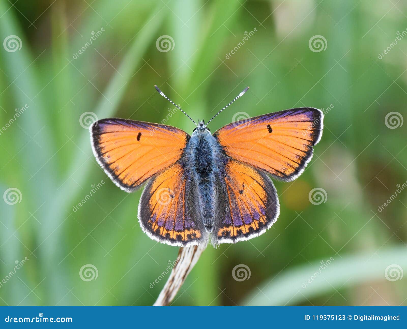 https://thumbs.dreamstime.com/z/lycaena-hippothoe-male-butterfly-straw-purple-edged-copper-butterfly-lycaena-hippothoe-male-green-field-119375123.jpg