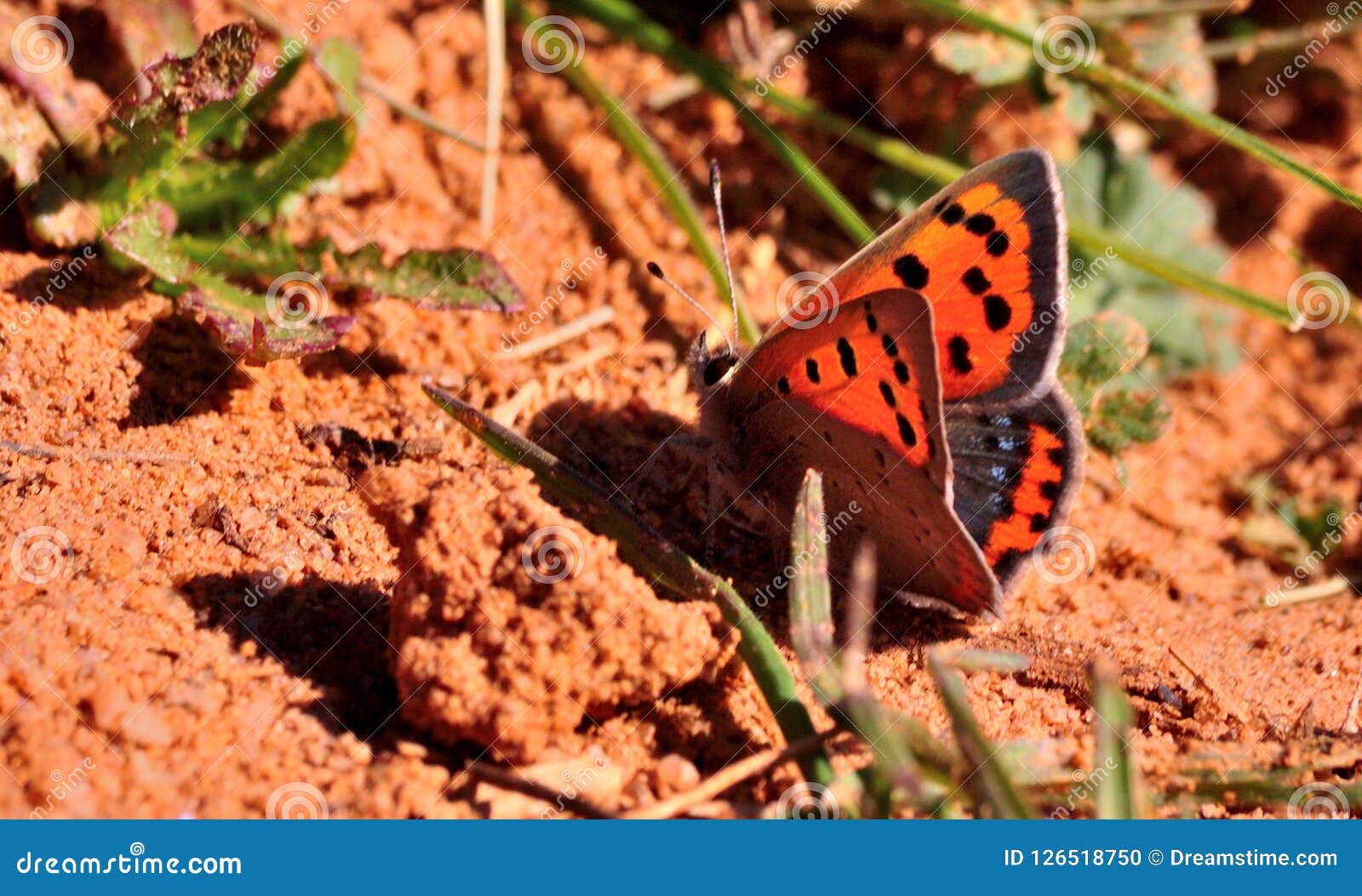 lycaena phlaeas