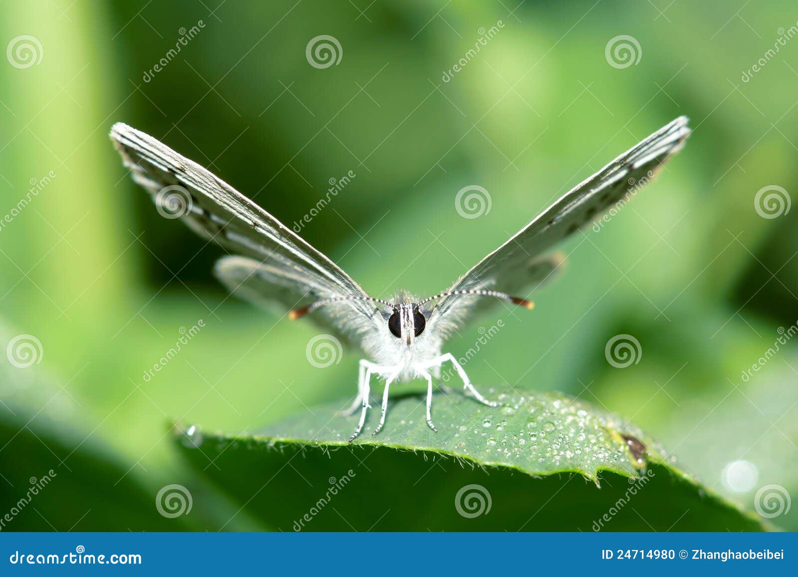 lycaenidae butterfly
