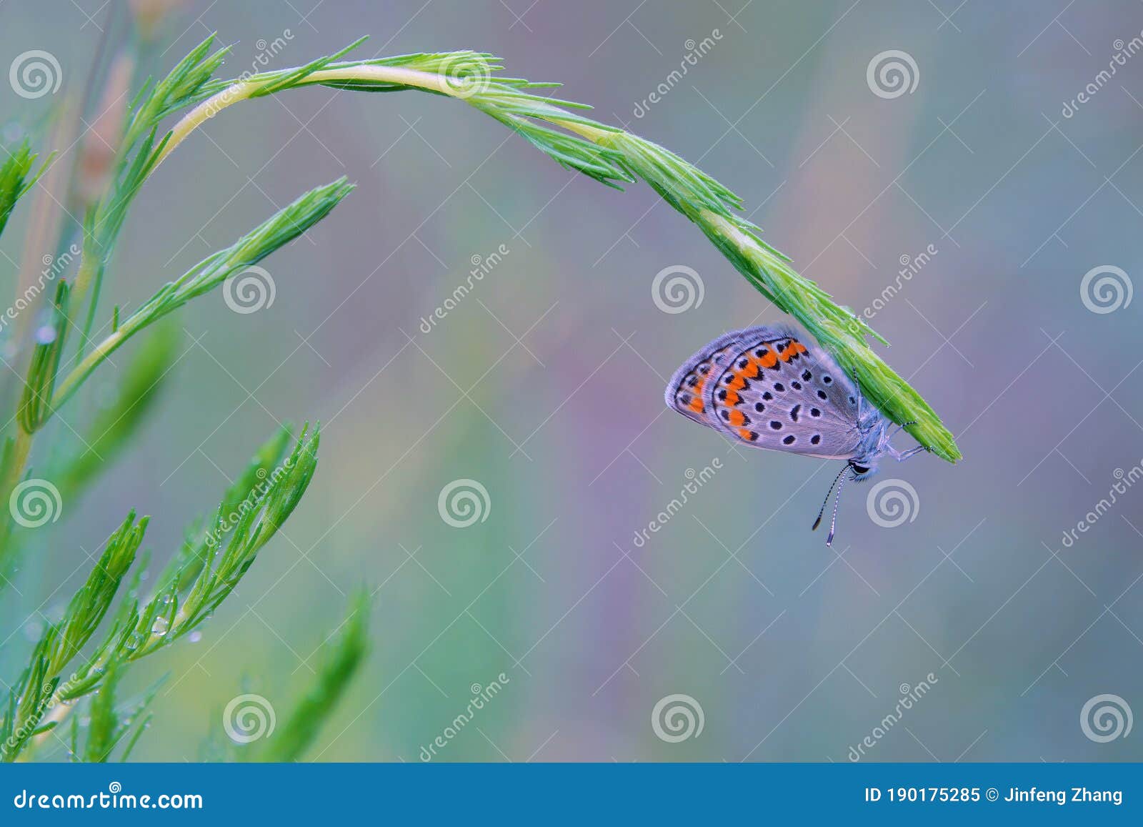 lycaenidae butterfly