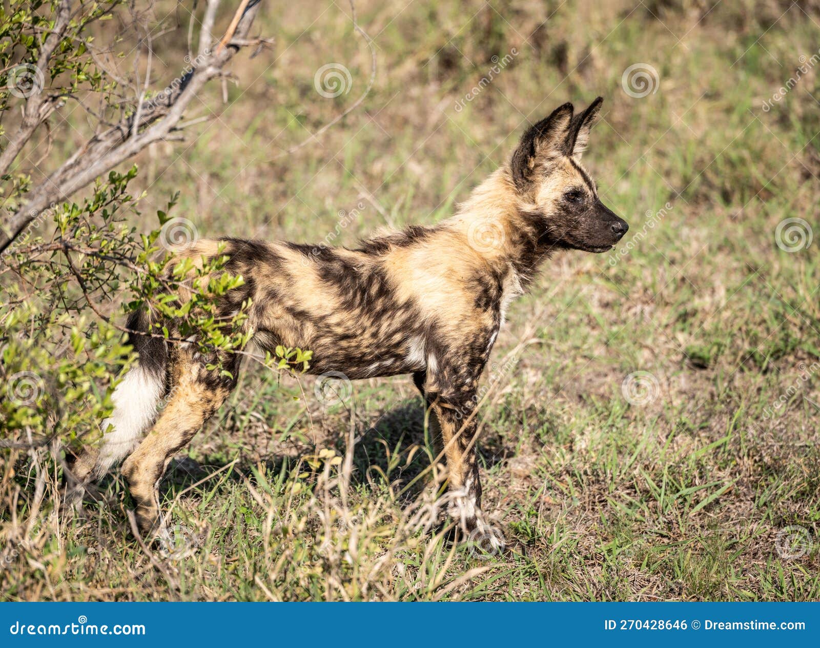 Lycaon Pictus, Chien Sauvage D