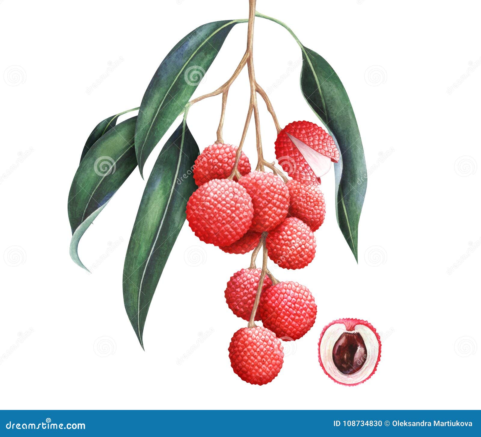 A seamless drawing of an exotic litchi and mangosteen fruit. Whole and  half, hand-drawn in sketch style. Lychee. Mangosteen. Fruit. Vector simple  illustration 8023509 Vector Art at Vecteezy