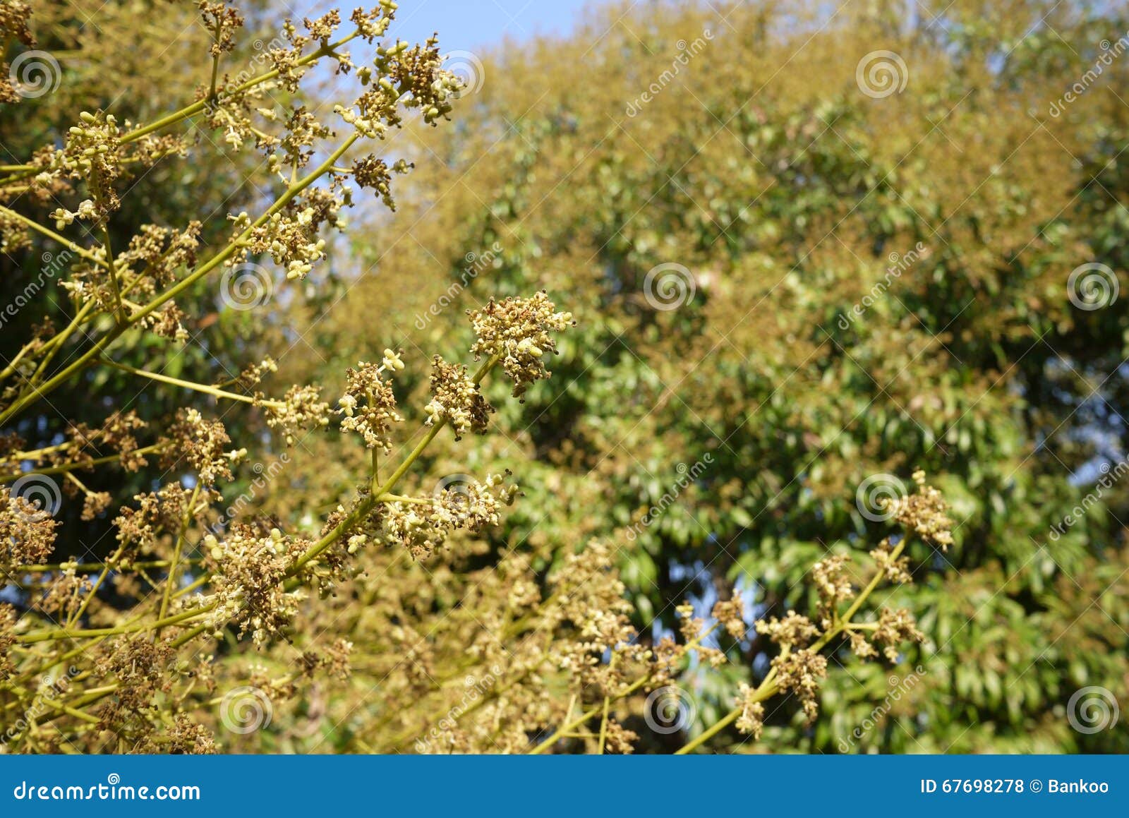 Lychee flowers stock photo. Image of leechee, china, colorful - 67698278