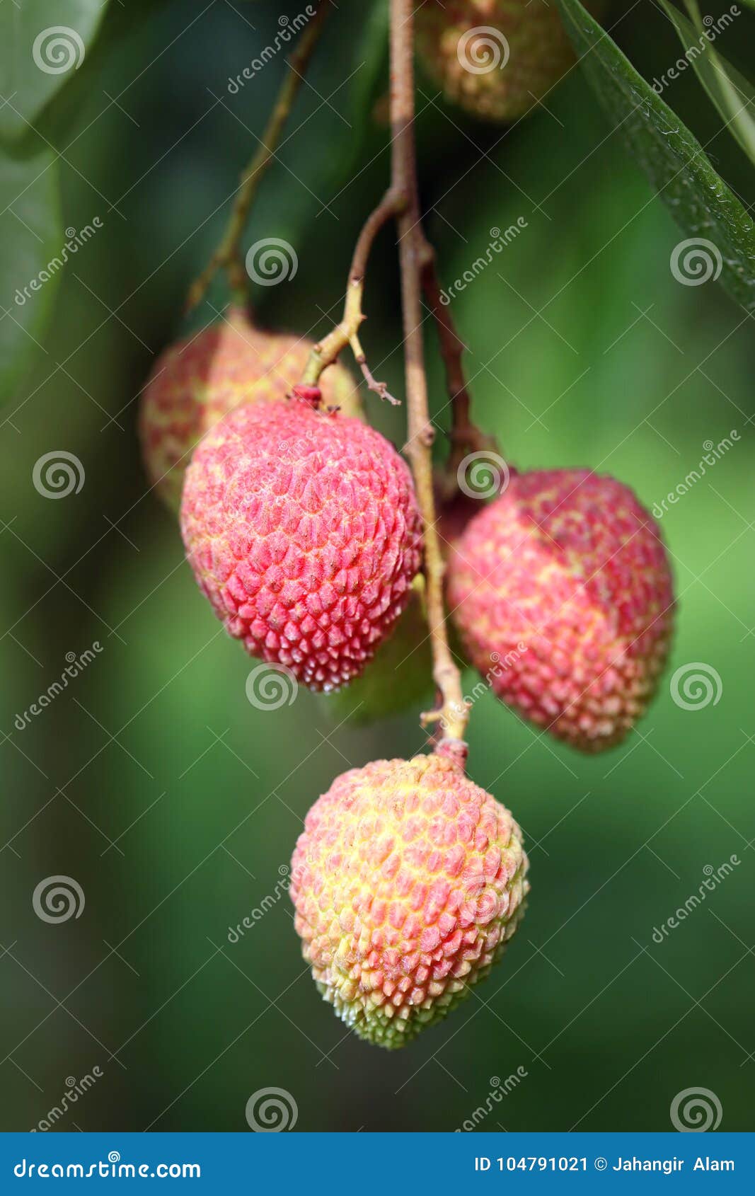 lychee fruits, locally called lichu at ranisonkoil, thakurgoan, bangladesh.
