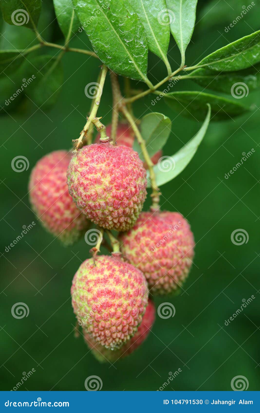 lychee fruits, locally called lichu at ranisonkoil, thakurgoan, bangladesh.