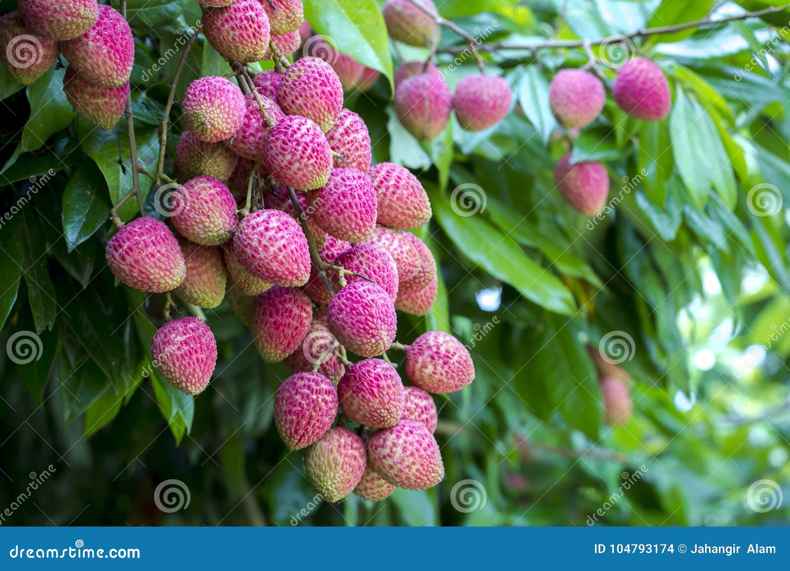 lychee fruits, locally called lichu at ranisonkoil, thakurgoan, bangladesh.