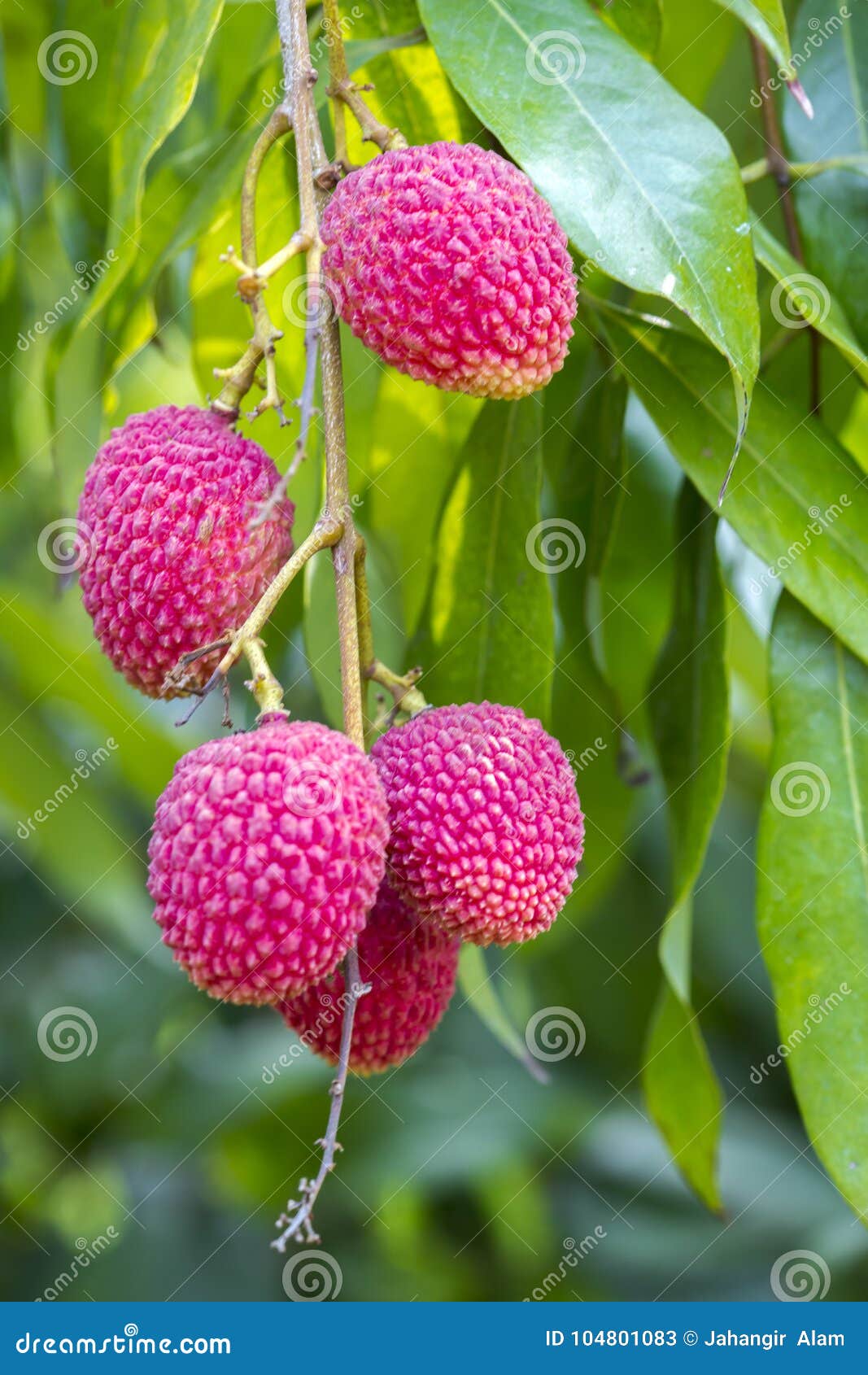 lychee fruits, locally called lichu at ranisonkoil, thakurgoan, bangladesh.