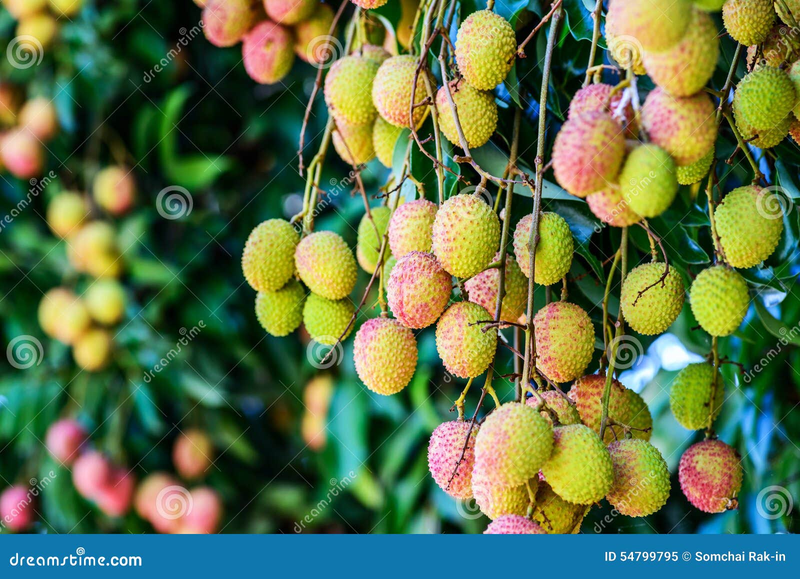 Lychee Fruit (asia Fruit) on the Tree. Stock Image Image of brown
