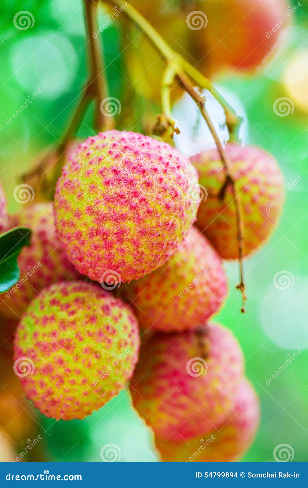 Lychee Fruit (asia Fruit) on the Tree. Stock Photo Image of colorful