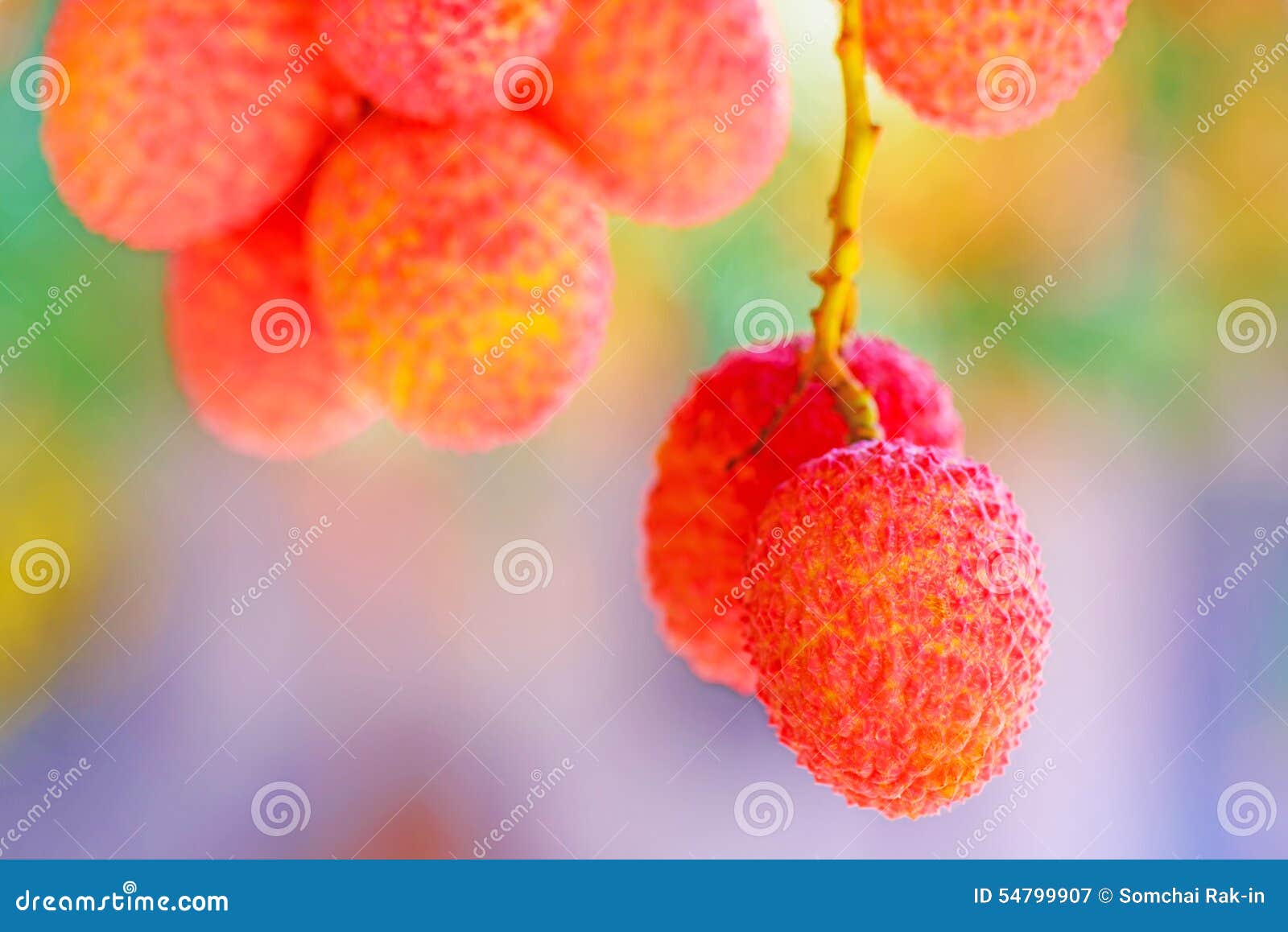 Lychee Fruit (asia Fruit) on the Tree. Stock Image Image of lecher
