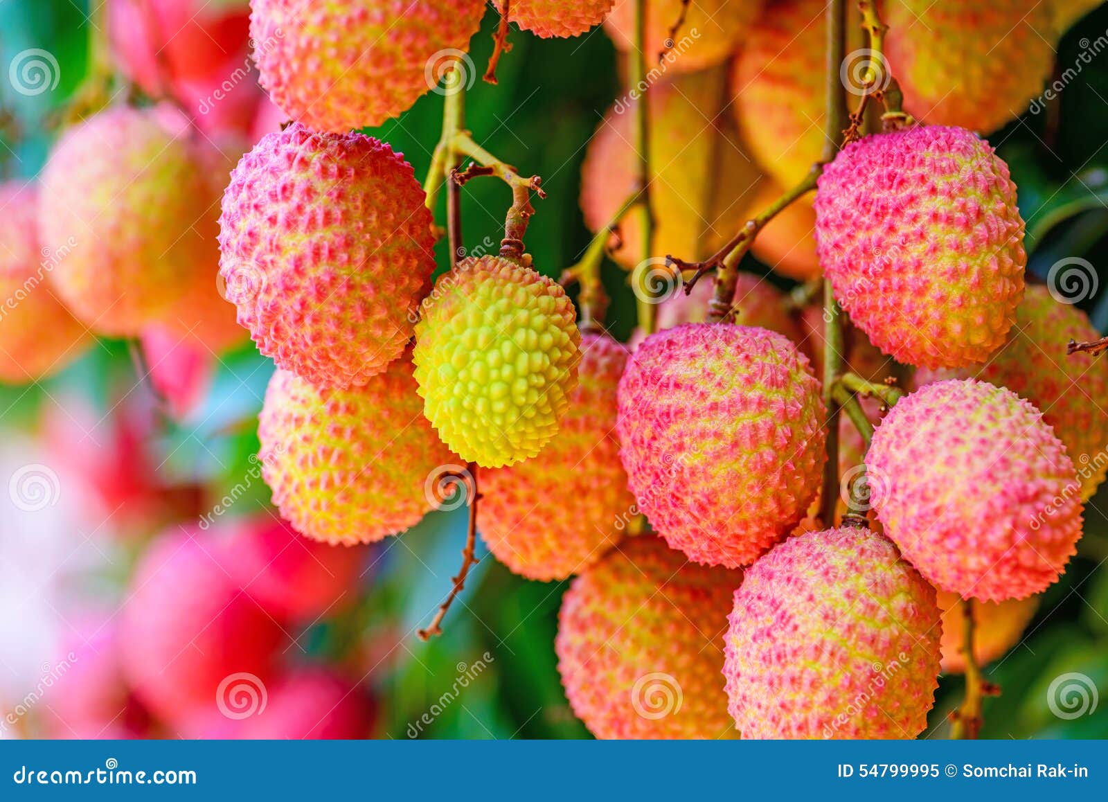 Lychee Fruit (asia Fruit) on the Tree. Stock Image Image of fruit