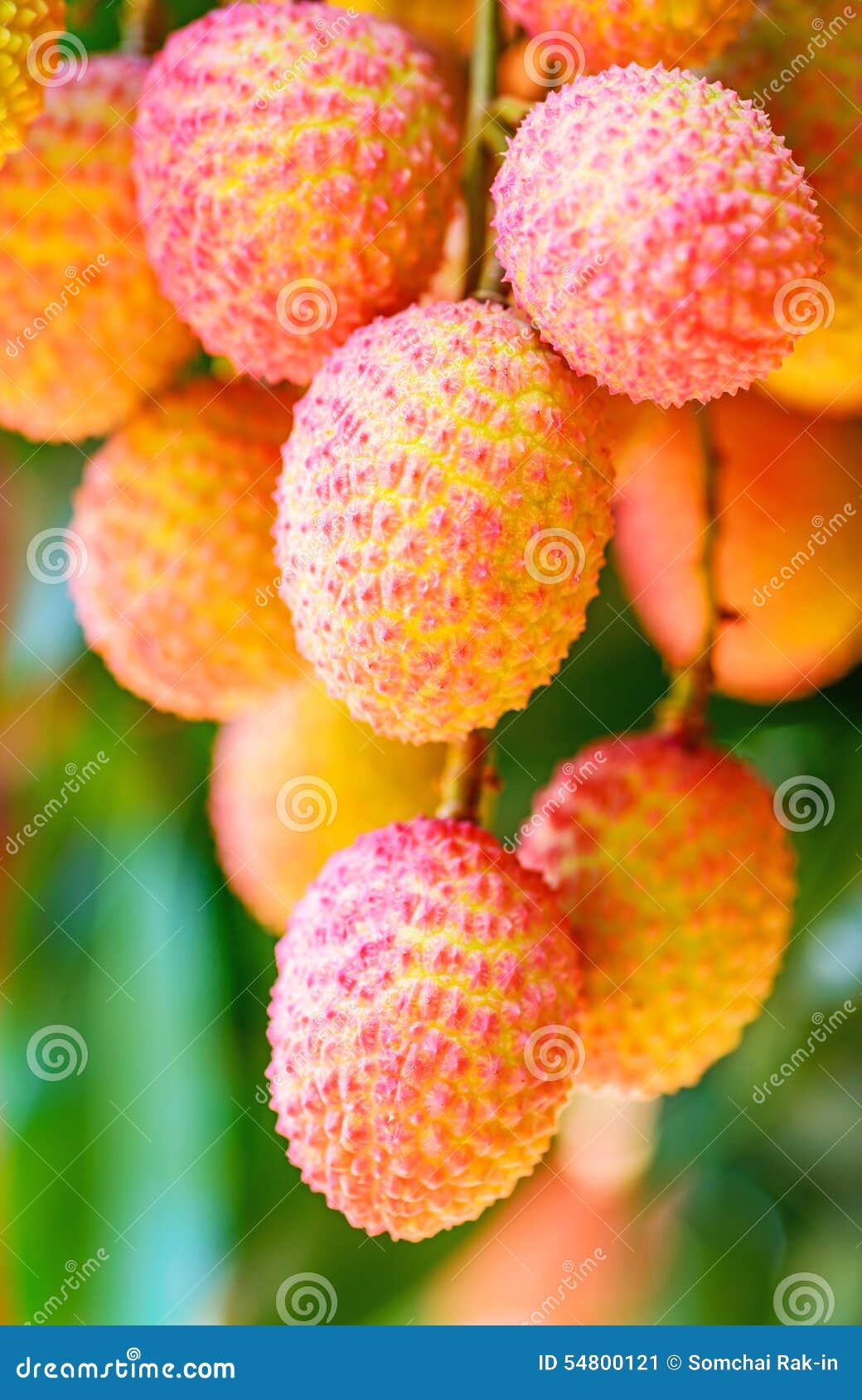 Lychee Fruit (asia Fruit) on the Tree. Stock Image Image of exotic