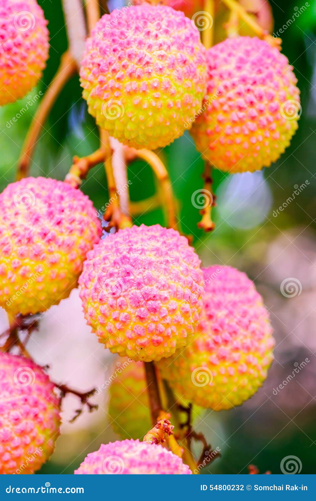 Lychee Fruit (asia Fruit) on the Tree. Stock Photo Image of chiang
