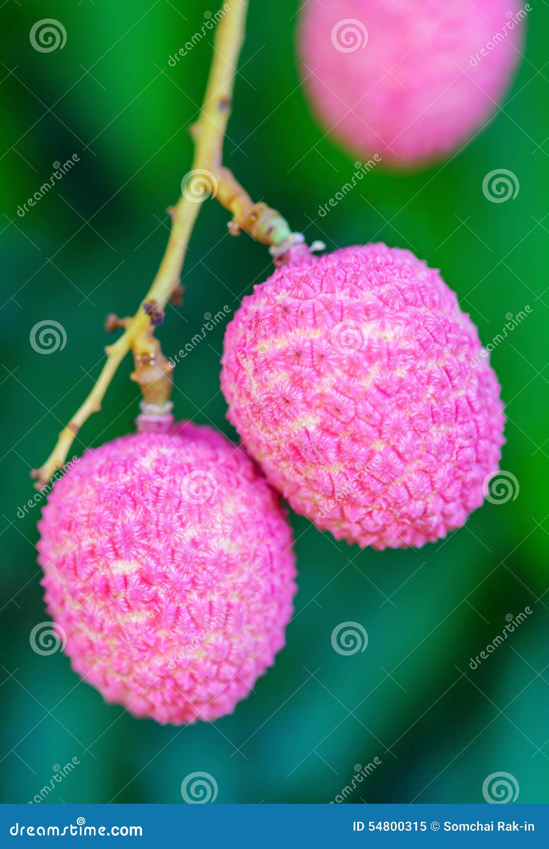 Lychee Fruit (asia Fruit) on the Tree. Stock Image Image of dessert