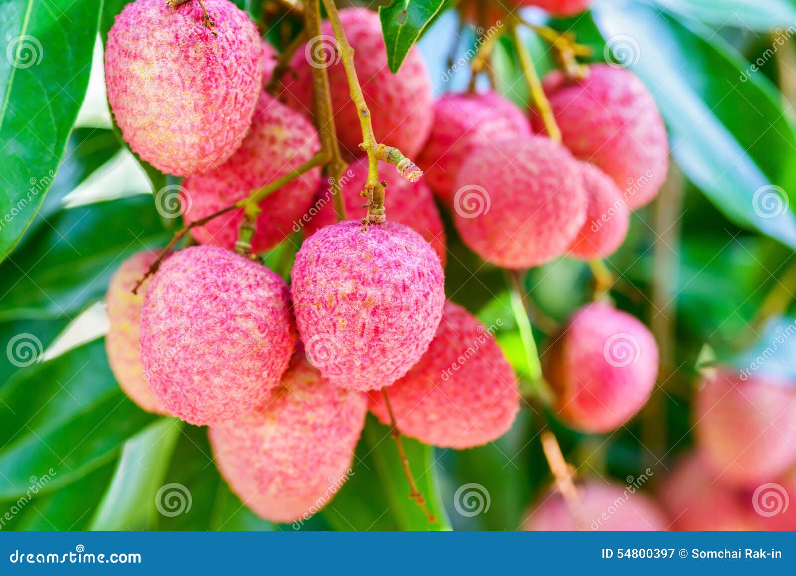 Lychee Fruit (asia Fruit) on the Tree. Stock Image Image of health