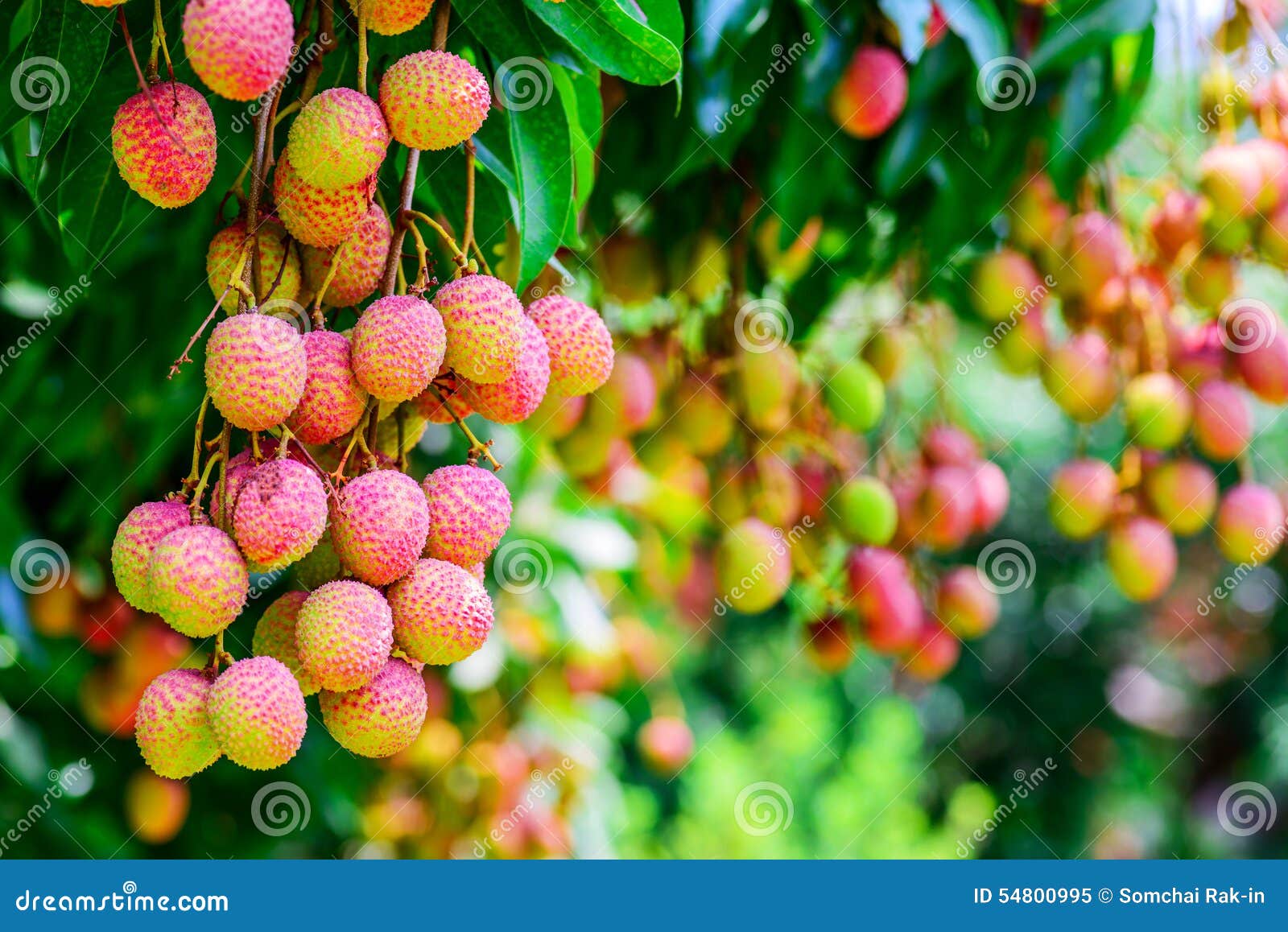Lychee Fruit on the Tree in the Garden of Thailand, Asia Fruit. Stock
