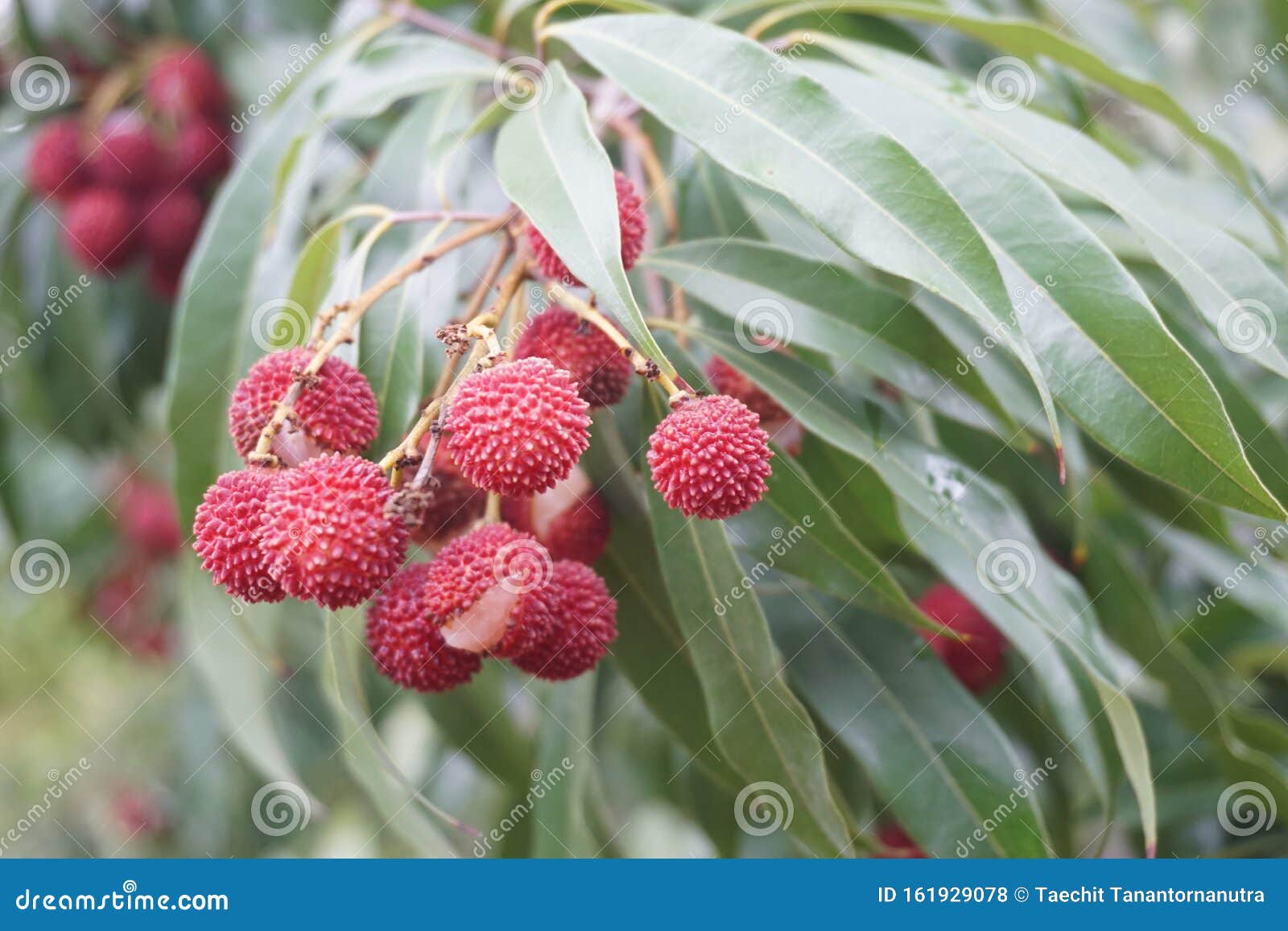 Lychee Fruit On Tree Stock Photo Image Of Lichi Eating 161929078