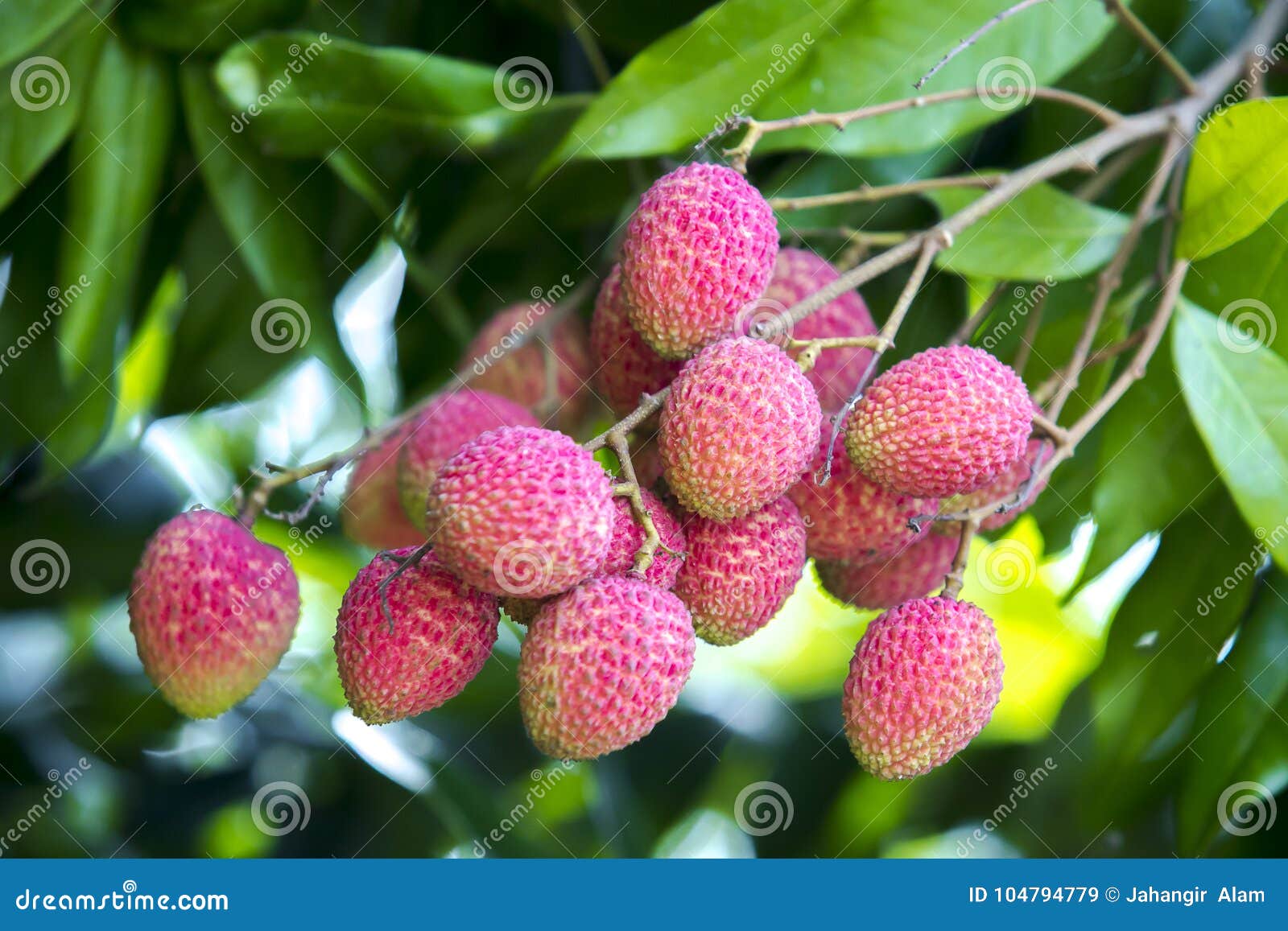 Lychee Fruits Locally Called Lichu At Ranisonkoil Thakurgoan