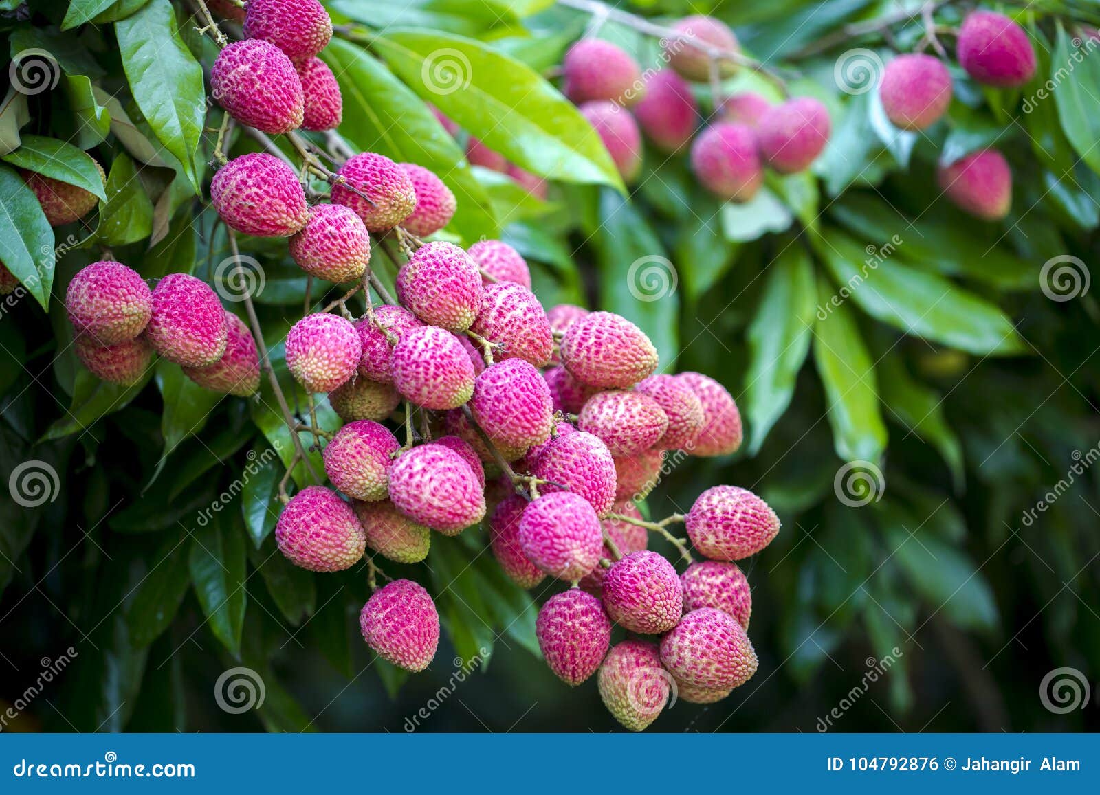 Lychee owoc, w okolicy nazwany Lichu przy ranisonkoil, thakurgoan, Bangladesz. Lychee jest świeżym małym owoc ma białawej brai z fragrant smakiem Owoc zakrywa rewolucjonistki skorupą z grubsza i łatwo usuwa wystawiać warstwę cukierki, półprzezroczystego bielu ciało Ja jest tropikalnym, podzwrotnikowym owocowego drzewa miejscowym i, i teraz kultywuje w wiele częściach świat południowy Chiny, Tajwan i Azja Południowo-Wschodnia Lychee historię hodowlany iść plecy tak daleko jak 2000 BC według rejestrów w Chiny Lychee kultywuje w Chiny, Tajlandia, Wietnam, Malezja, Japonia, Bangladesz, Pakistan i północnym India, Lychee jest sezonowymi i bardzo popularnymi owoc w Bangladesz Itâ€™s zakłada podczas lata czerwiec w Bangladesz Najlepszy ilość lychee produkuje w Dinajpur i Rajshahi okręgu Lychees wymagają sezonowe temperaturowe różnicy dla najlepszy kwiecenia i fruiting, Ciepli, wilgotni lata, są najlepszy dla kwitnąć i owocowy rozwoju, i pewna kwota zimy chłodzić jest konieczna dla kwiatu pączka rozwoju Chłodno zimy z niskim opady deszczu są idealne dla lychees Owoc dorośleć w 80â€ "112 dnia w zależności od klimatu, lokaci i cultivar, Owoc dosięgają up to 5 cm 2 (0) w długim i 4 cm 1 6 w szerokim, zmieniający w kształcie od round, ovoid, sercowaty Cienka, twarda niejadalna skóra niewyrobiona, jest zielona gdy, dojrzewający czerwień lub rewolucjonistka
