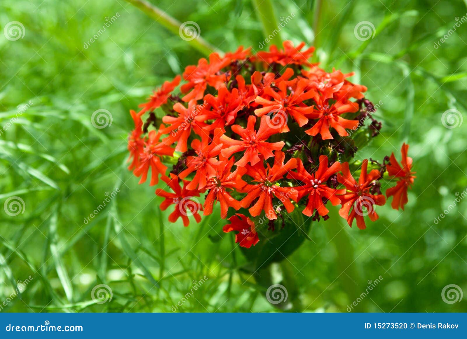 Lychnis Chalcedonica Maltese Cross Plant In Flower RoyaltyFree Stock