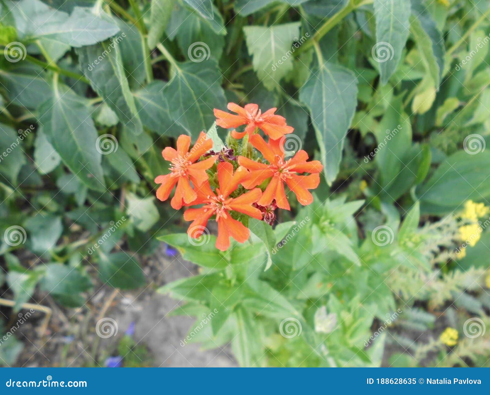 lychnis chalcedonica  is a species of flowering plant in the family caryophyllaceae. berlin, germany