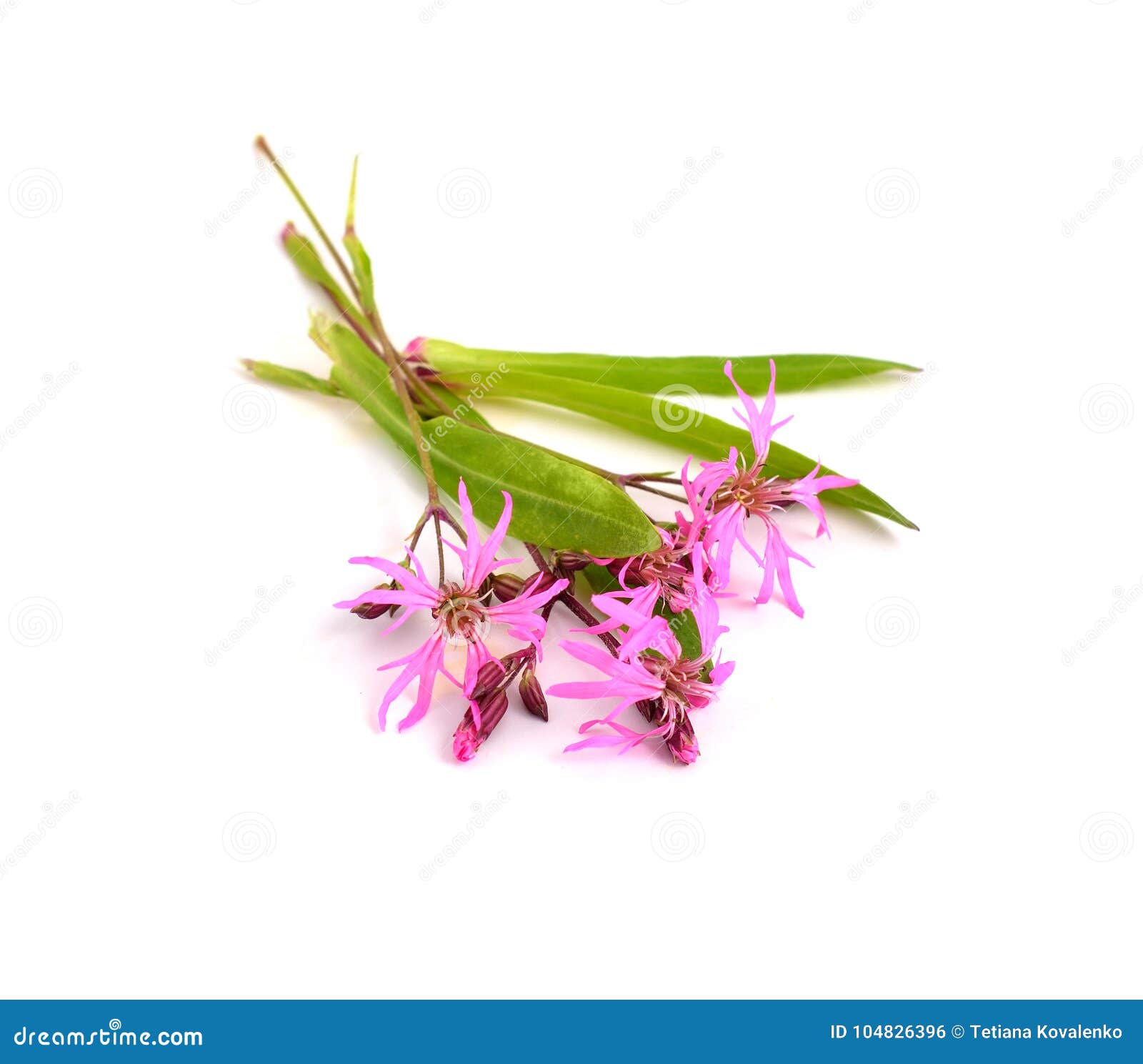 lychnis flos-cuculi, commonly called ragged-robin.