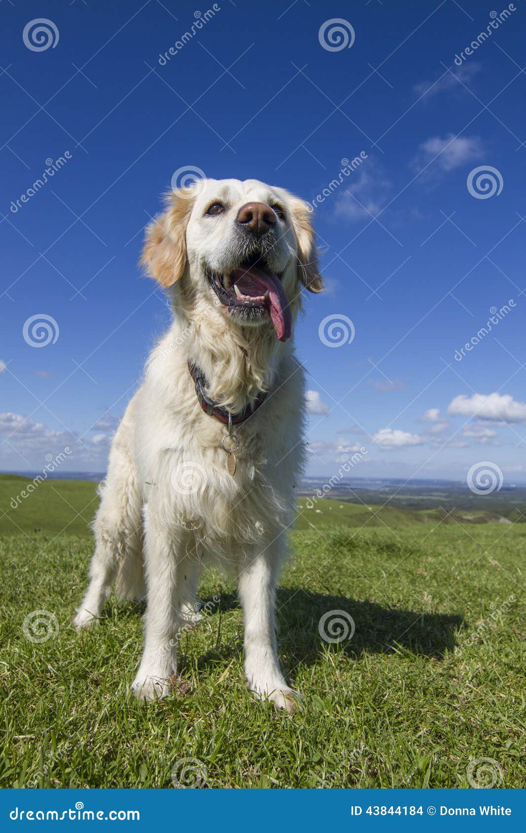 Lycklig golden retrieverhund i fält med blå himmel. Hängande tunga för apportör i sommar på kullen för grönt gräs och älskvärd himmel