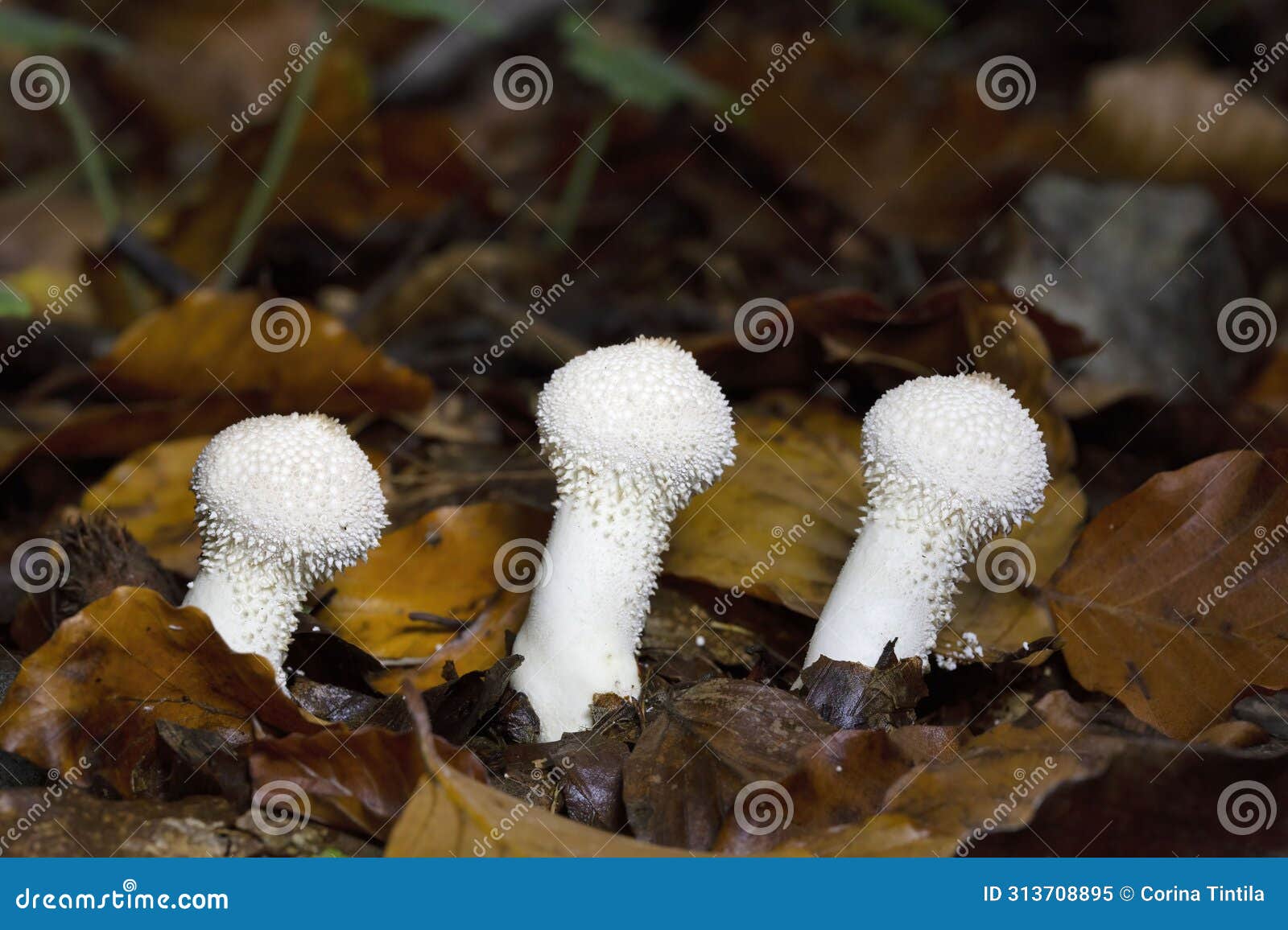 lycoperdon perlatum is the type species of the genus lycoperdon.