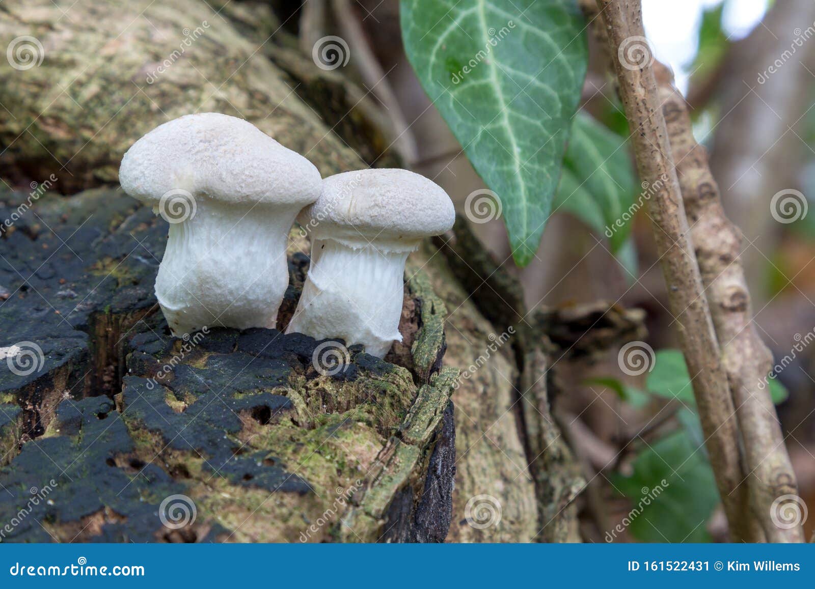 lycoperdon pratense, known as meadow puffball, is commonly seen in sand dune systems, where it can be abundant in dune slacks
