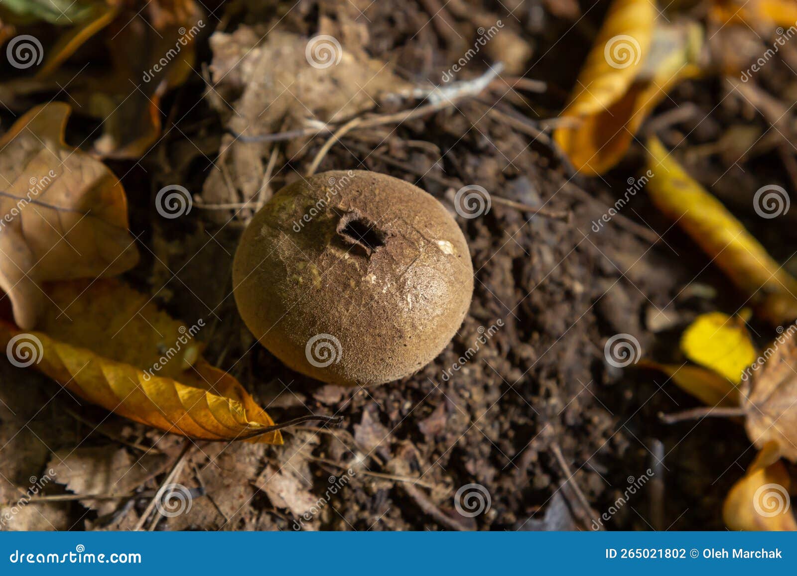 the lycoperdon umbrinum is an edible puffball mushroom , stacked macro photo