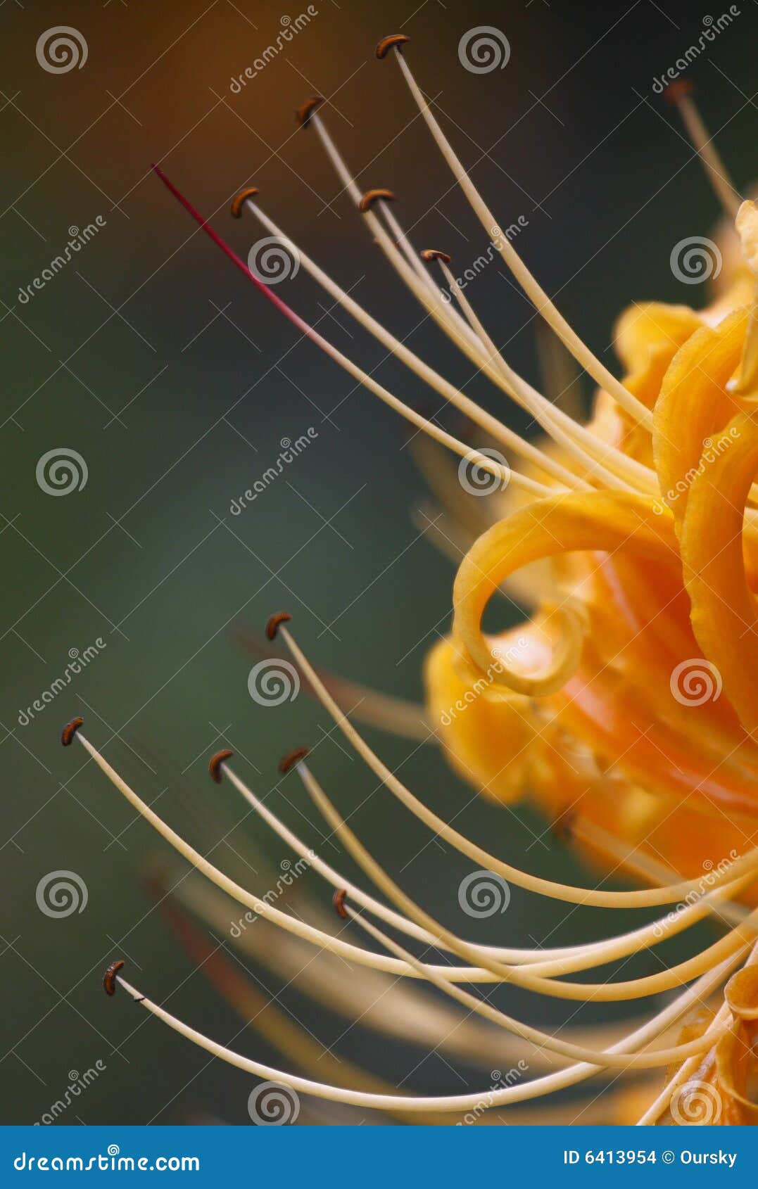 lycoris radiata