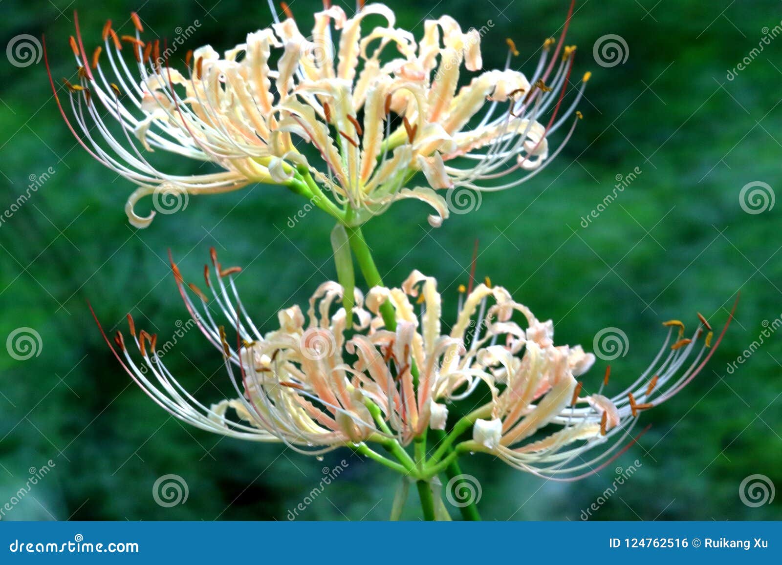 lycoris radiata flowers in full bloom