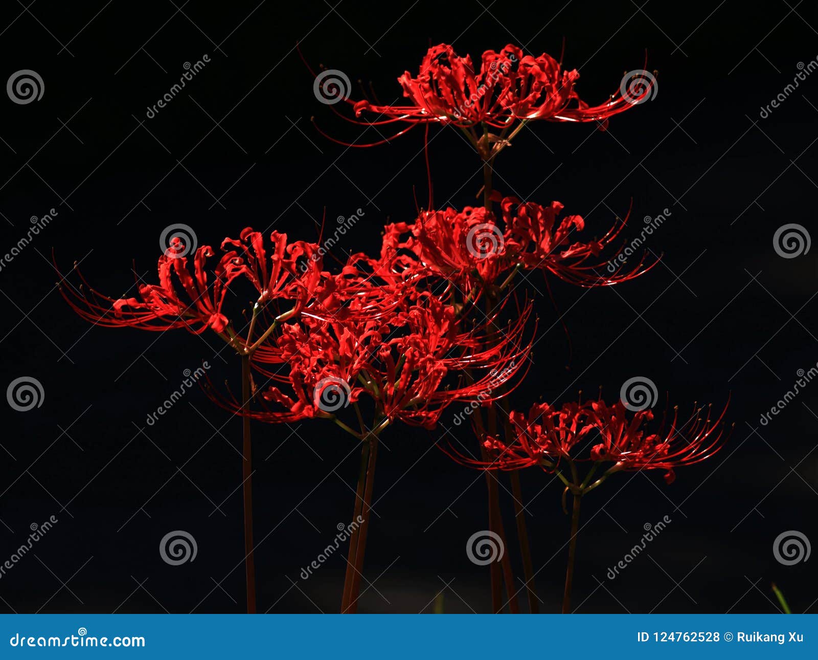 lycoris radiata flowers in full bloom
