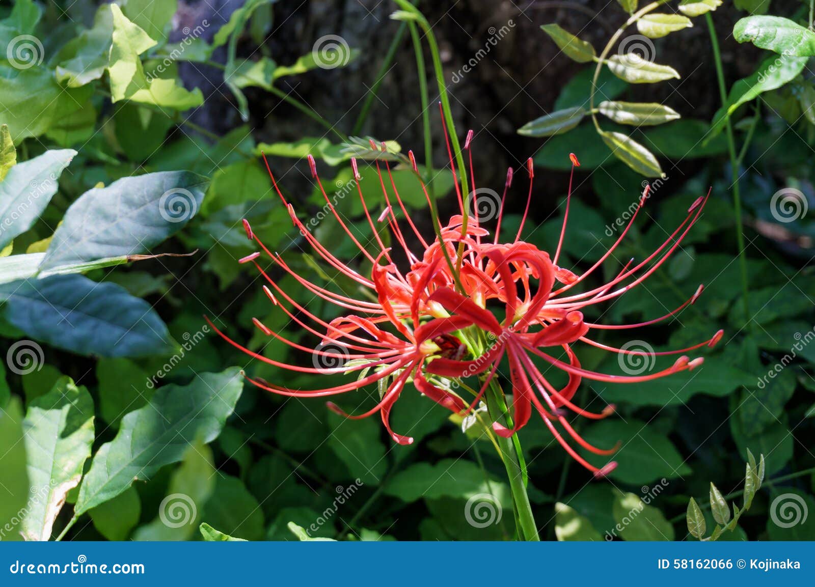 lycoris radiata