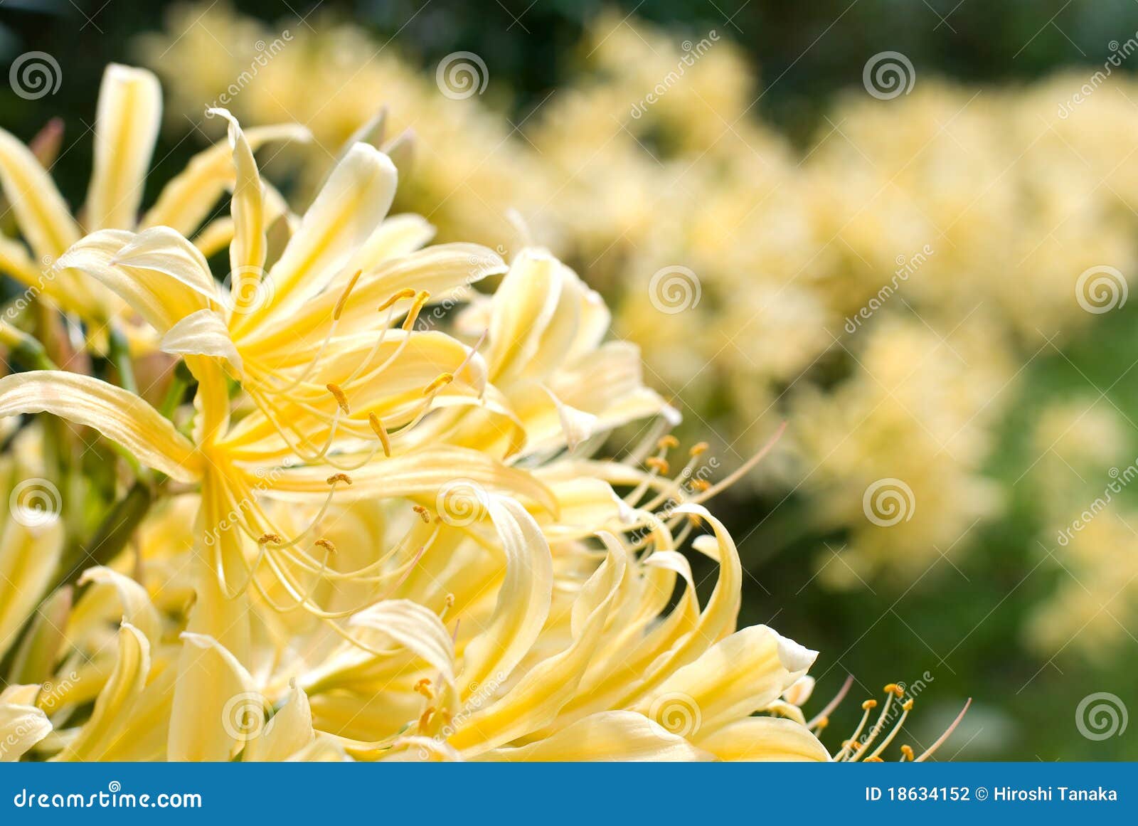 lycoris rubroaurantiaca