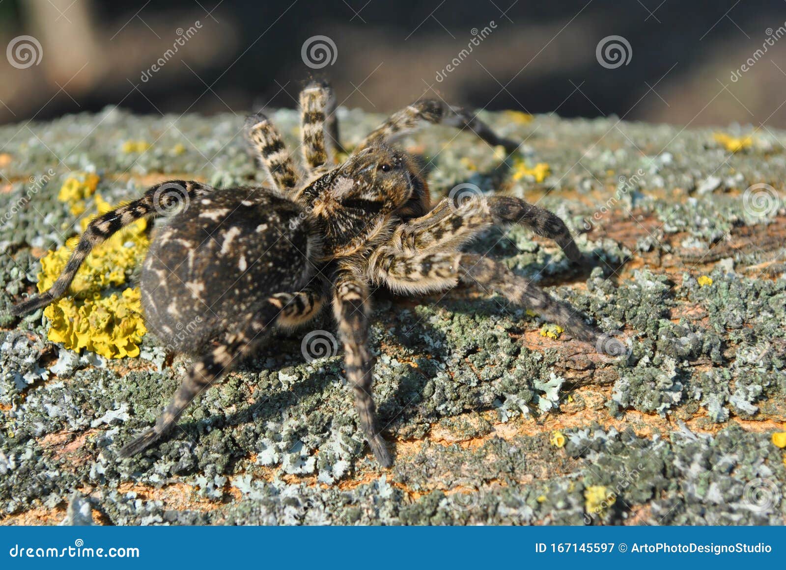 Lycosa Lycosa Singoriensis Wolf Spiders On Tree Bark Background With Moss Stock Image Image Of Arthropod Bark 167145597