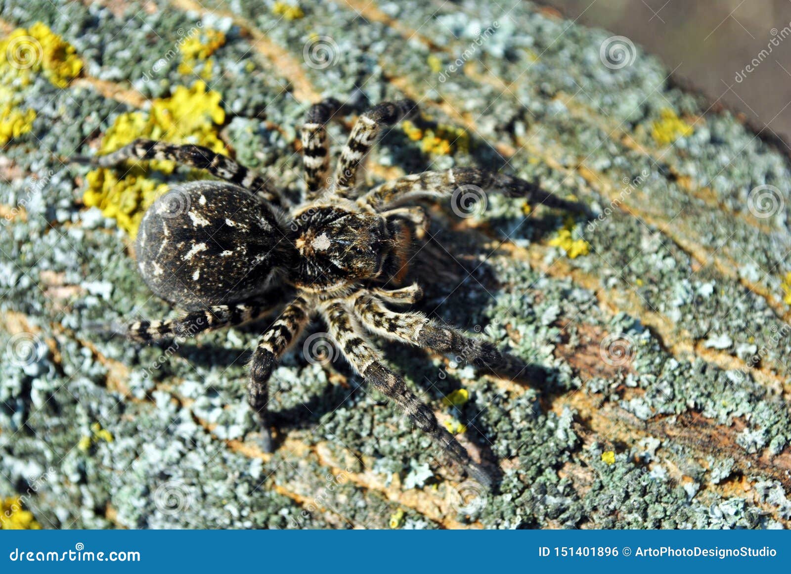 Lycosa Lycosa Singoriensis, Wolf Spiders on Tree Bark Background with
