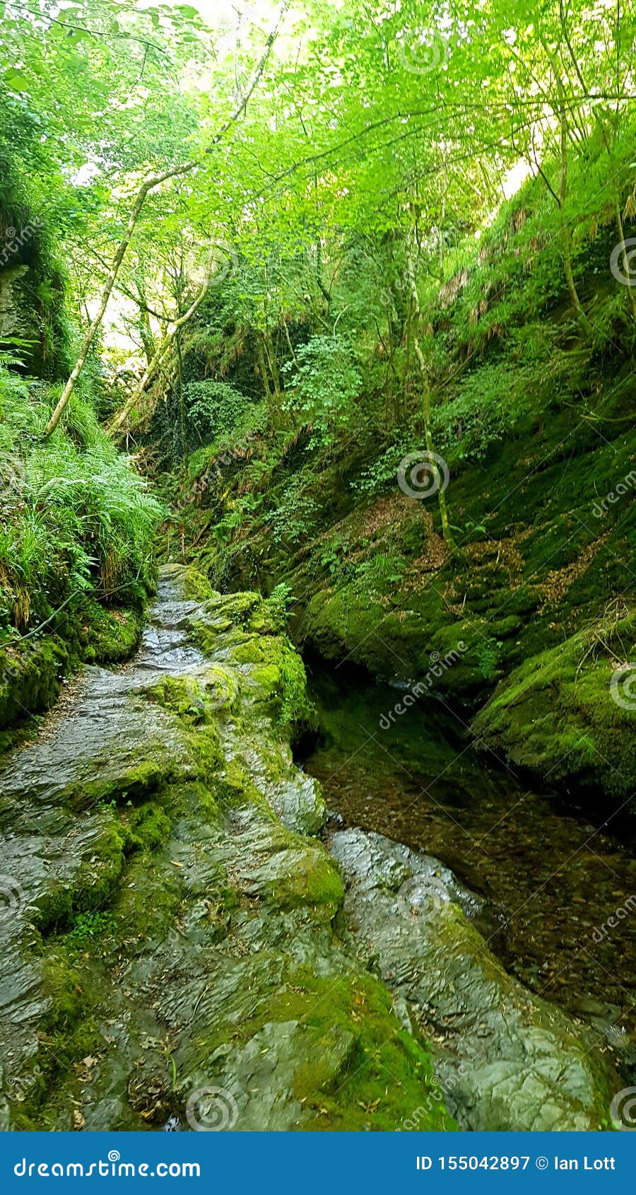 lydford gorge, dartmoor  devon