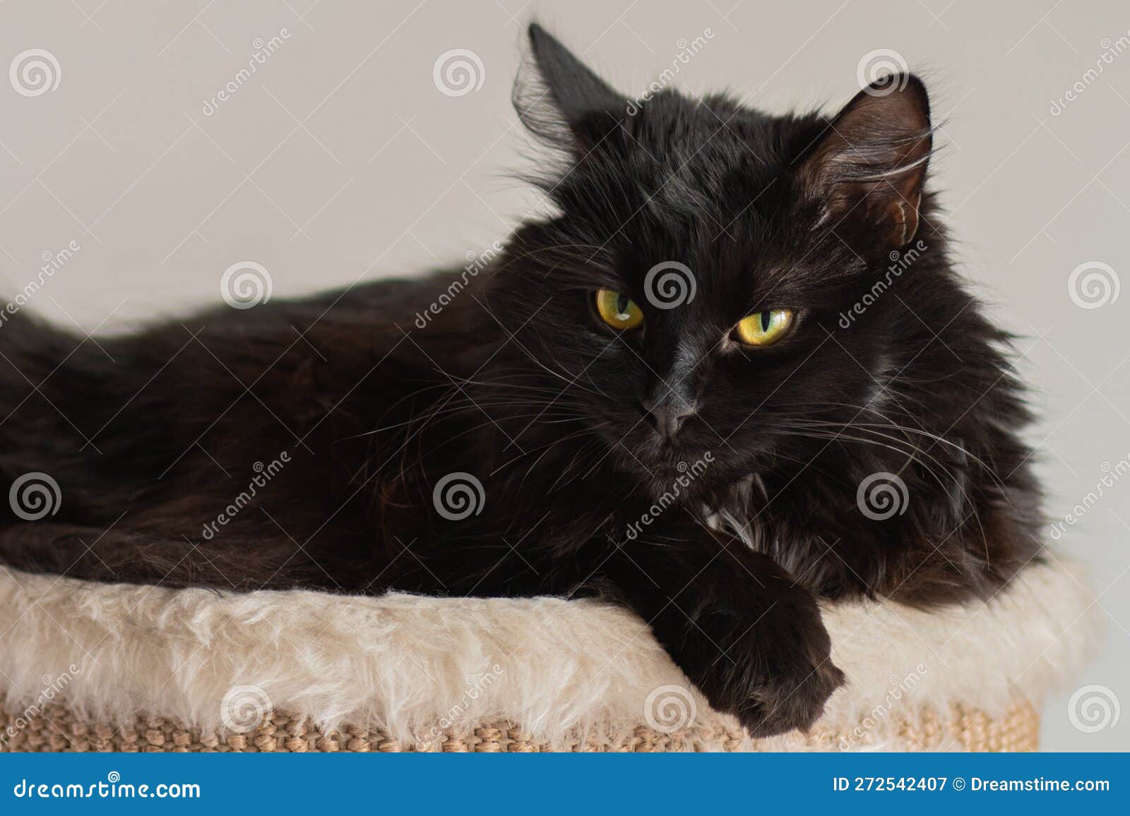 a picture of an angry black fuzzy cat with yellow