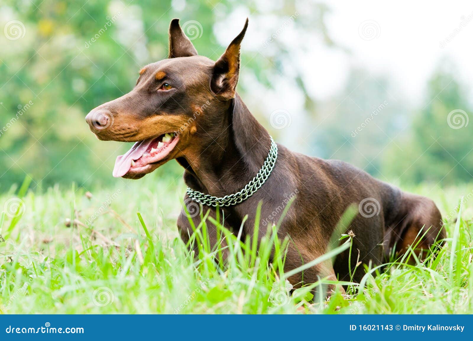 Lying Brown Doberman Pinscher Stock Image Image 16021143