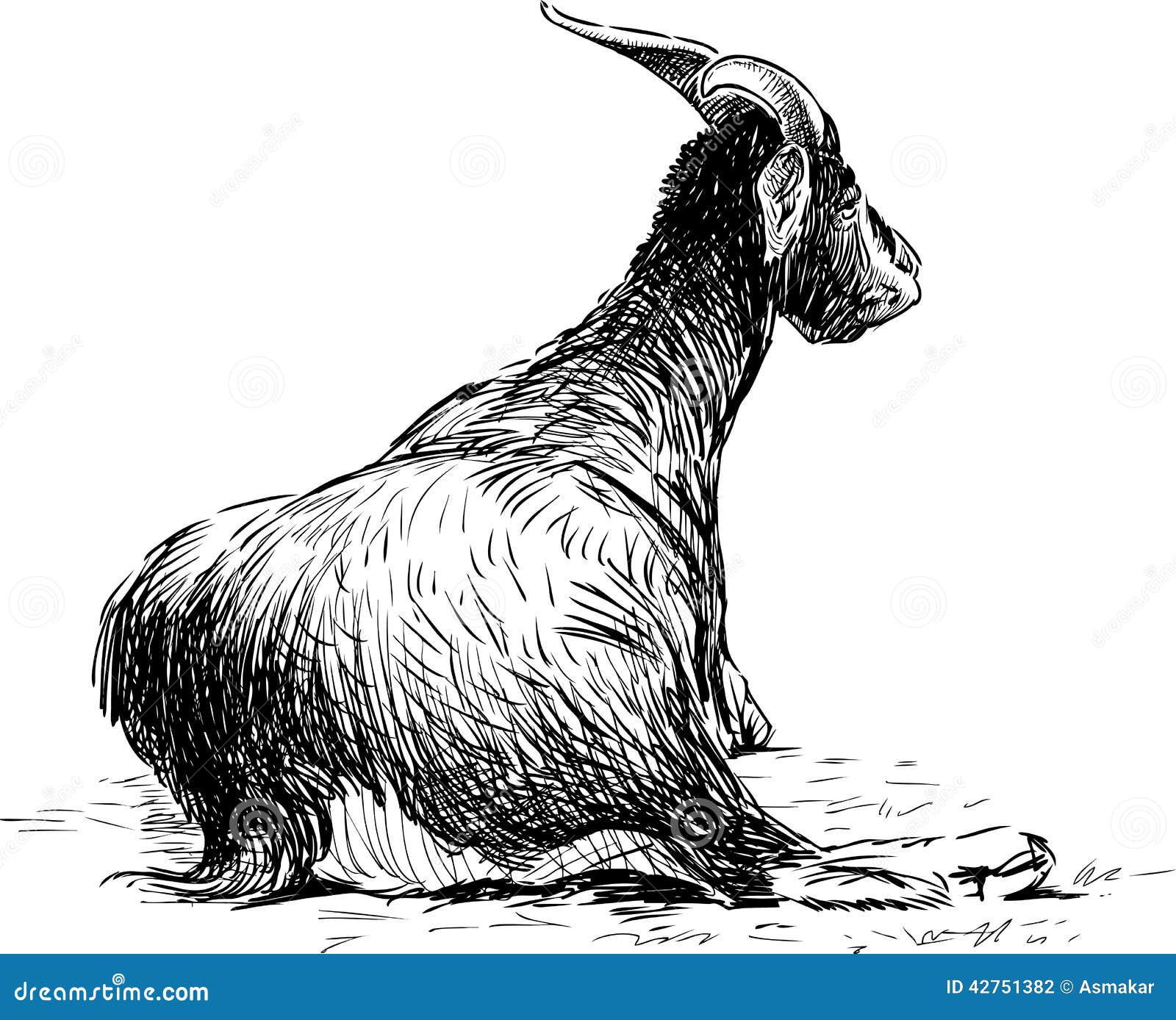 Angora goat Royalty Free Vector Image - VectorStock
