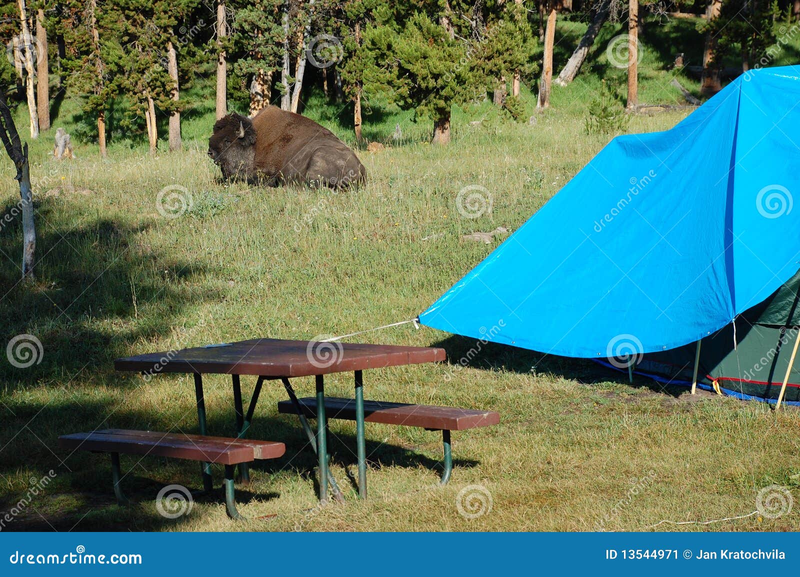 Lying Resting Buffalo (bison) in Campground Stock Image Image of