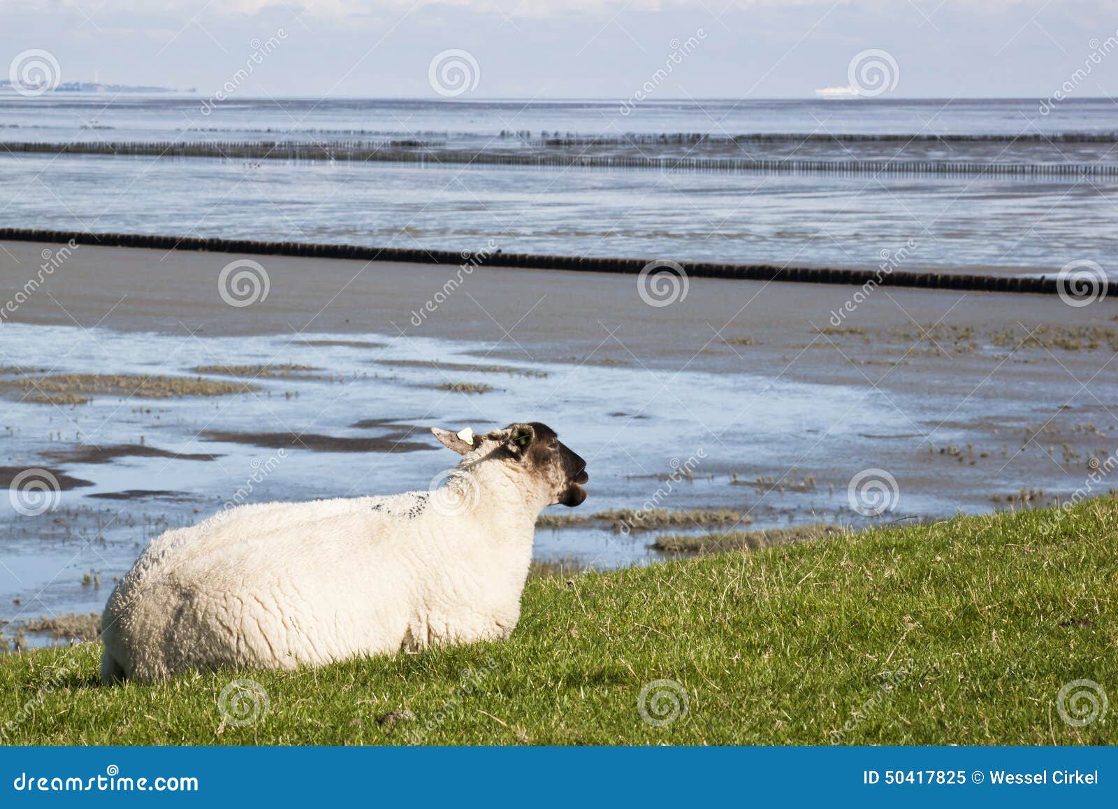Lying Sheep Along Groninger Waddenzee, Netherlands Stock ...