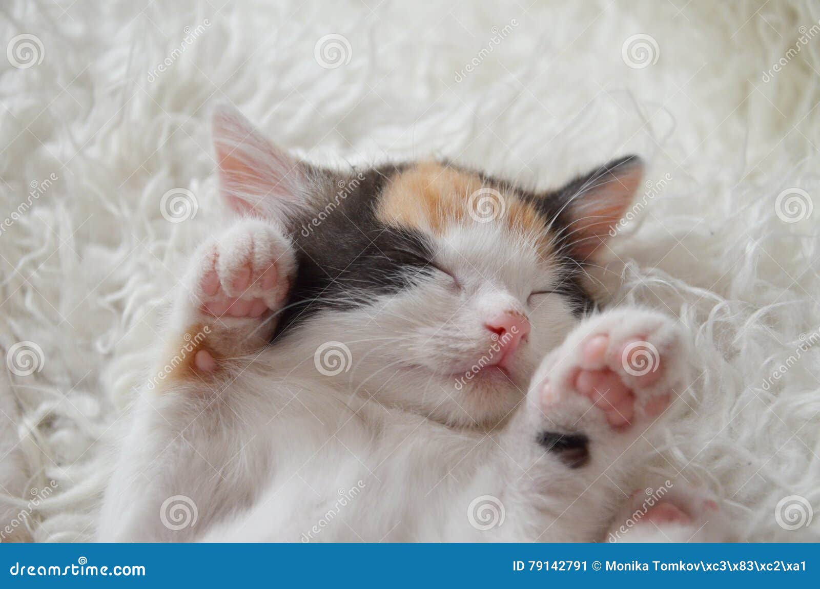 Lying sleeping kitten stock image. Image of kitty, blanket 79142791