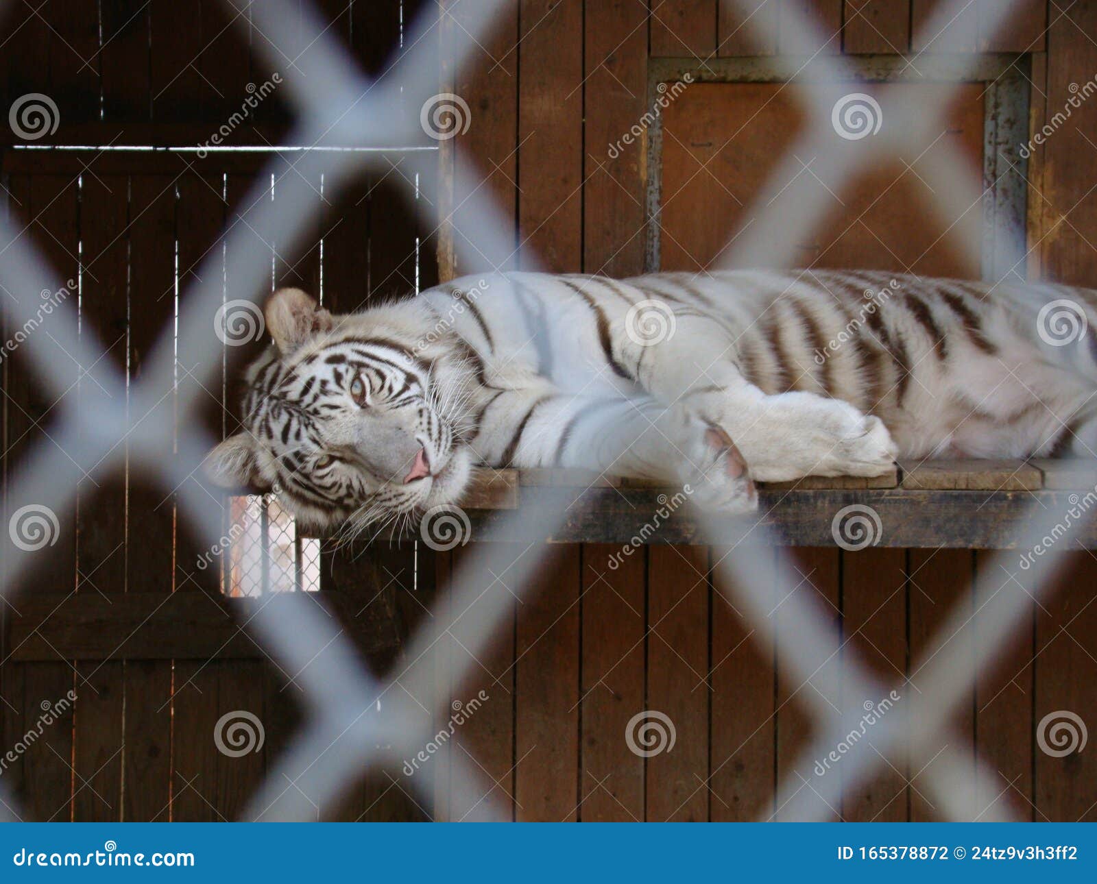 lying tiger in the aviary